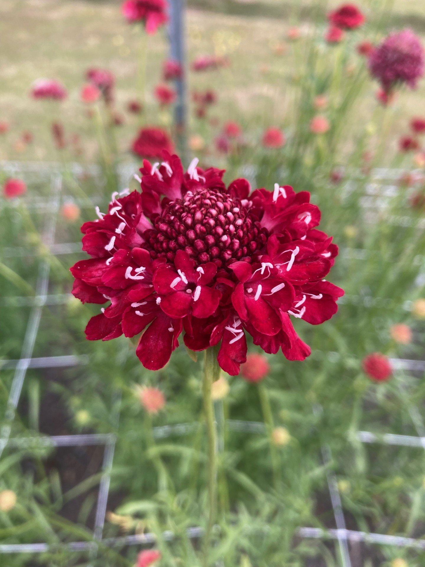 Scabiosa atropurpurea 'Red'