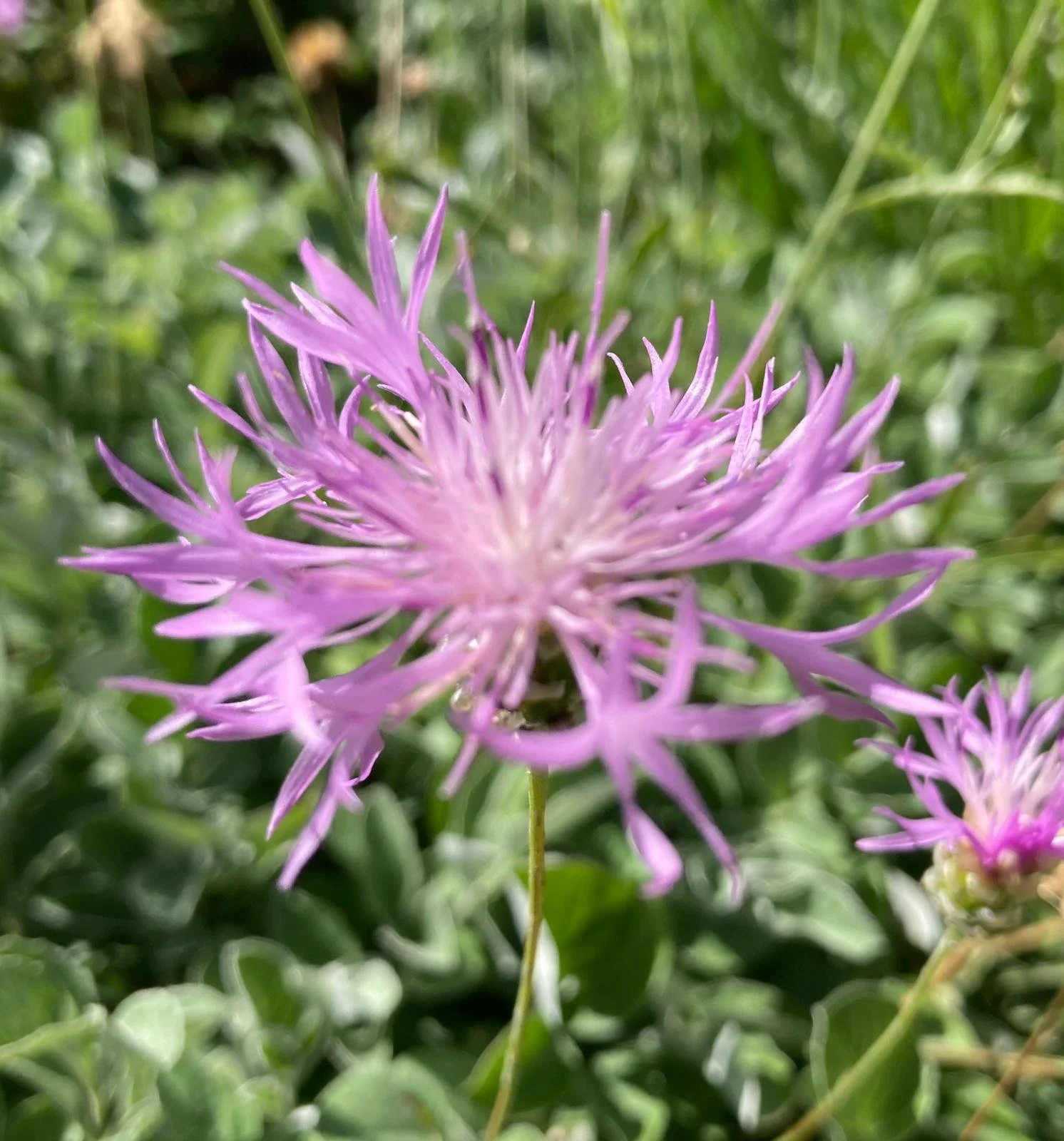 centurea bella .jpeg