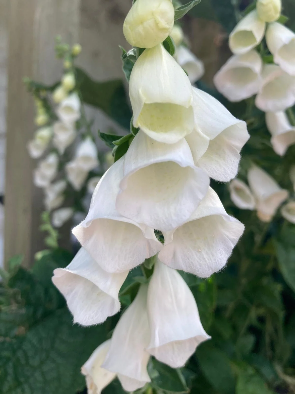 Digitalis purperea 'Alba'.jpeg