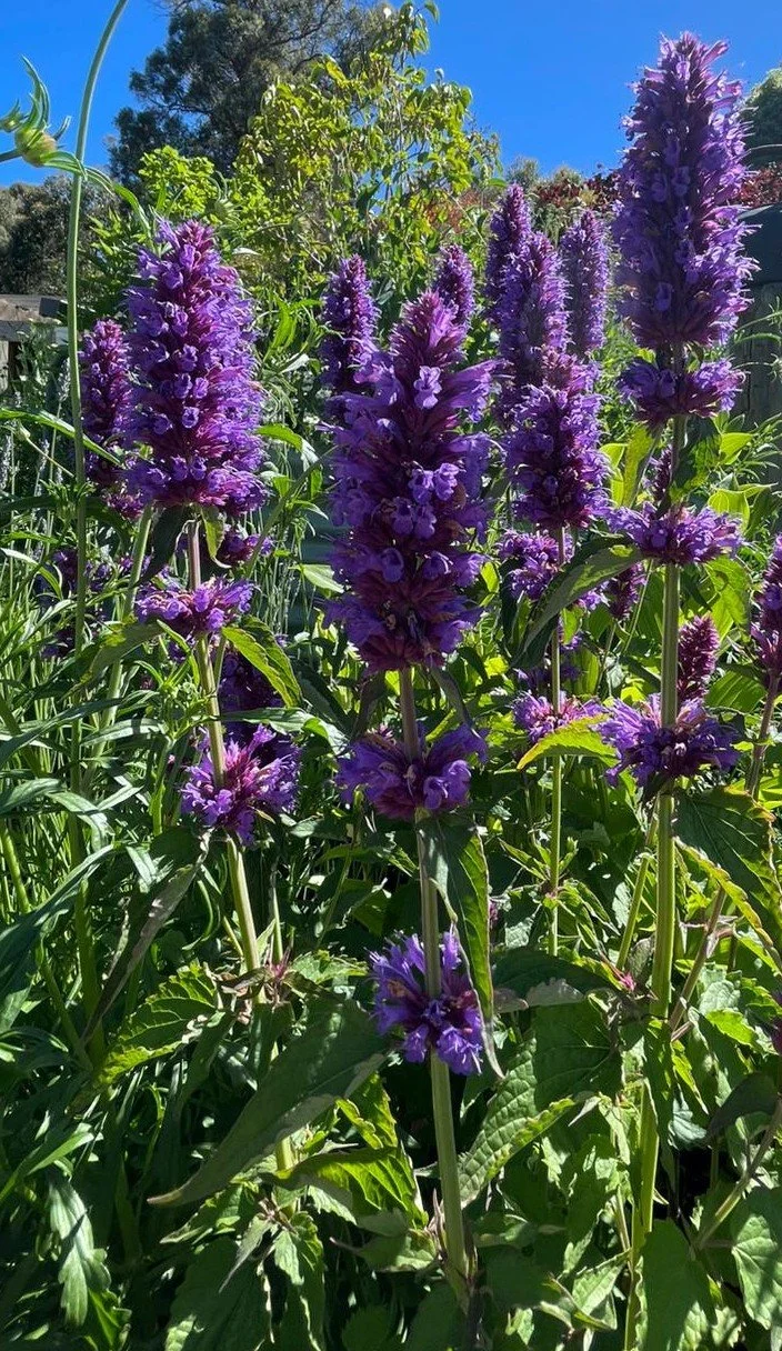 Agastache blue boa.jpeg