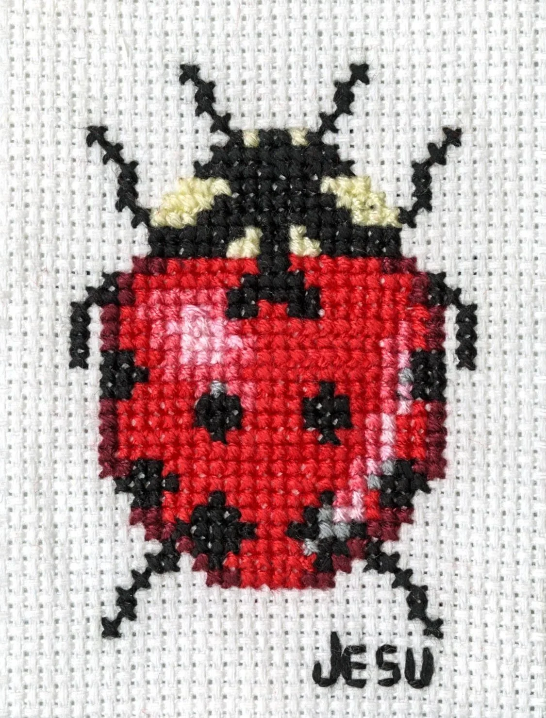 Coccinellidae