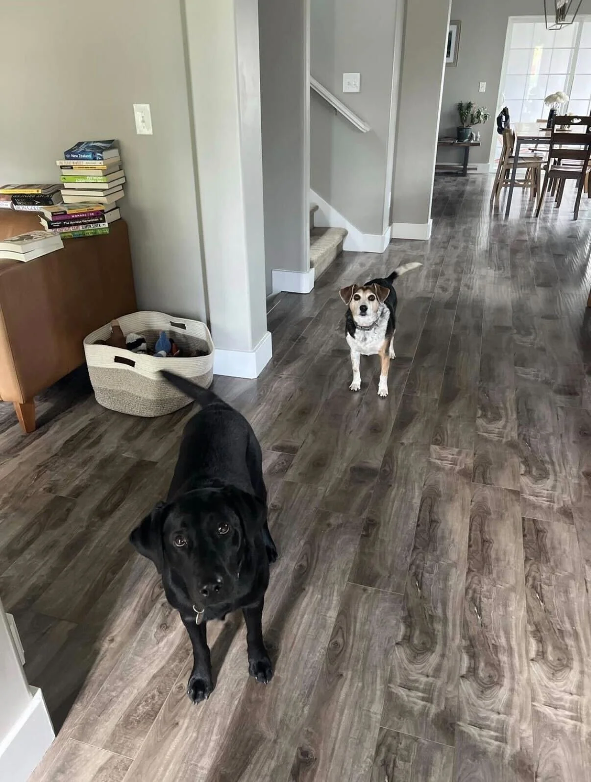 Two dogs in a modern home interior with wood flooring; one black dog looking up at the camera, and one small beagle mix standing further back.