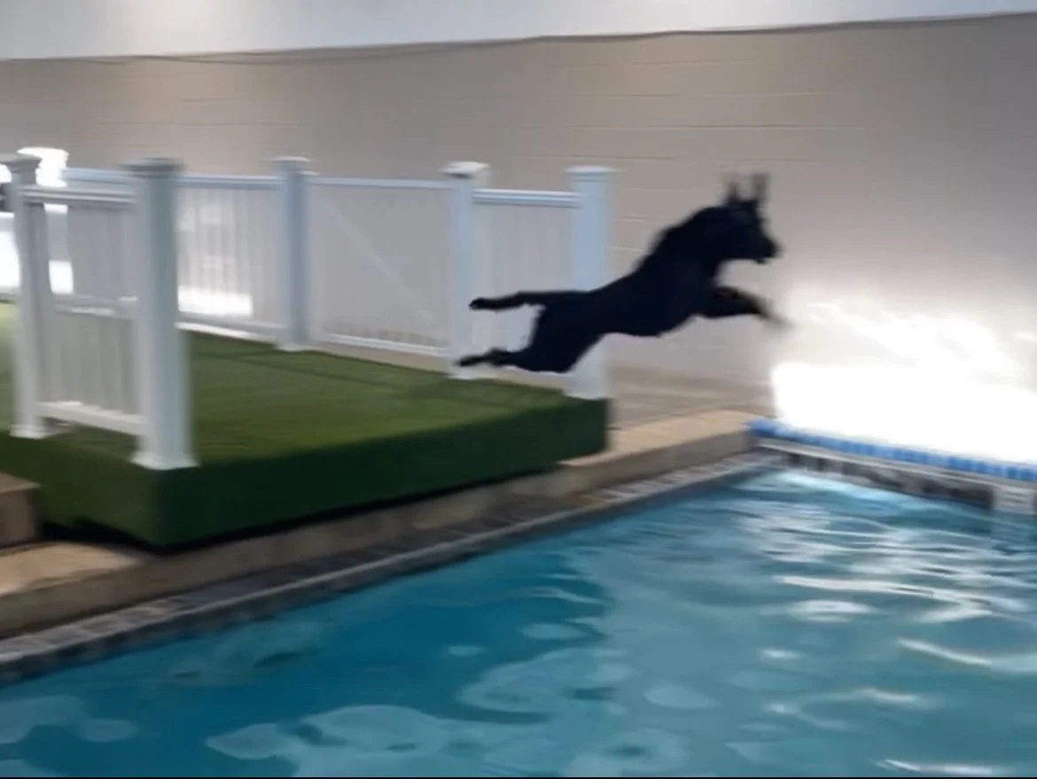 Black dog jumping into a swimming pool from a platform with white railing.