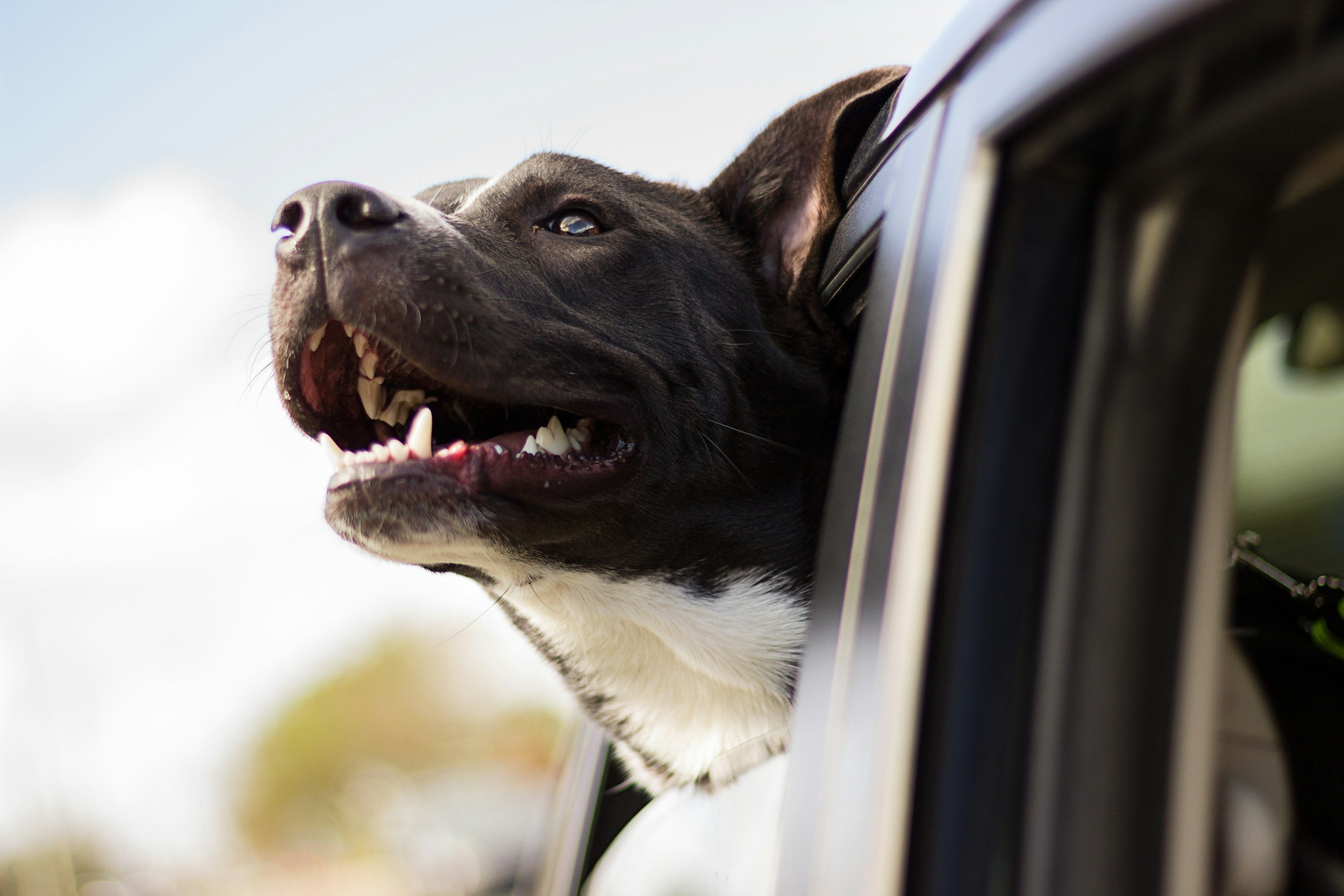 A black dog with white markings sticking its head out of a car window, enjoying the breeze.