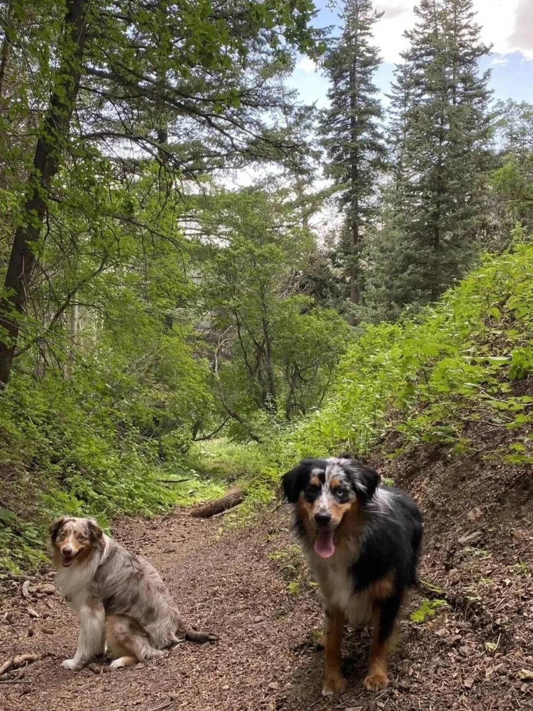 Two dogs on a dirt trail in a forest with lush green trees and blue sky overhead.
