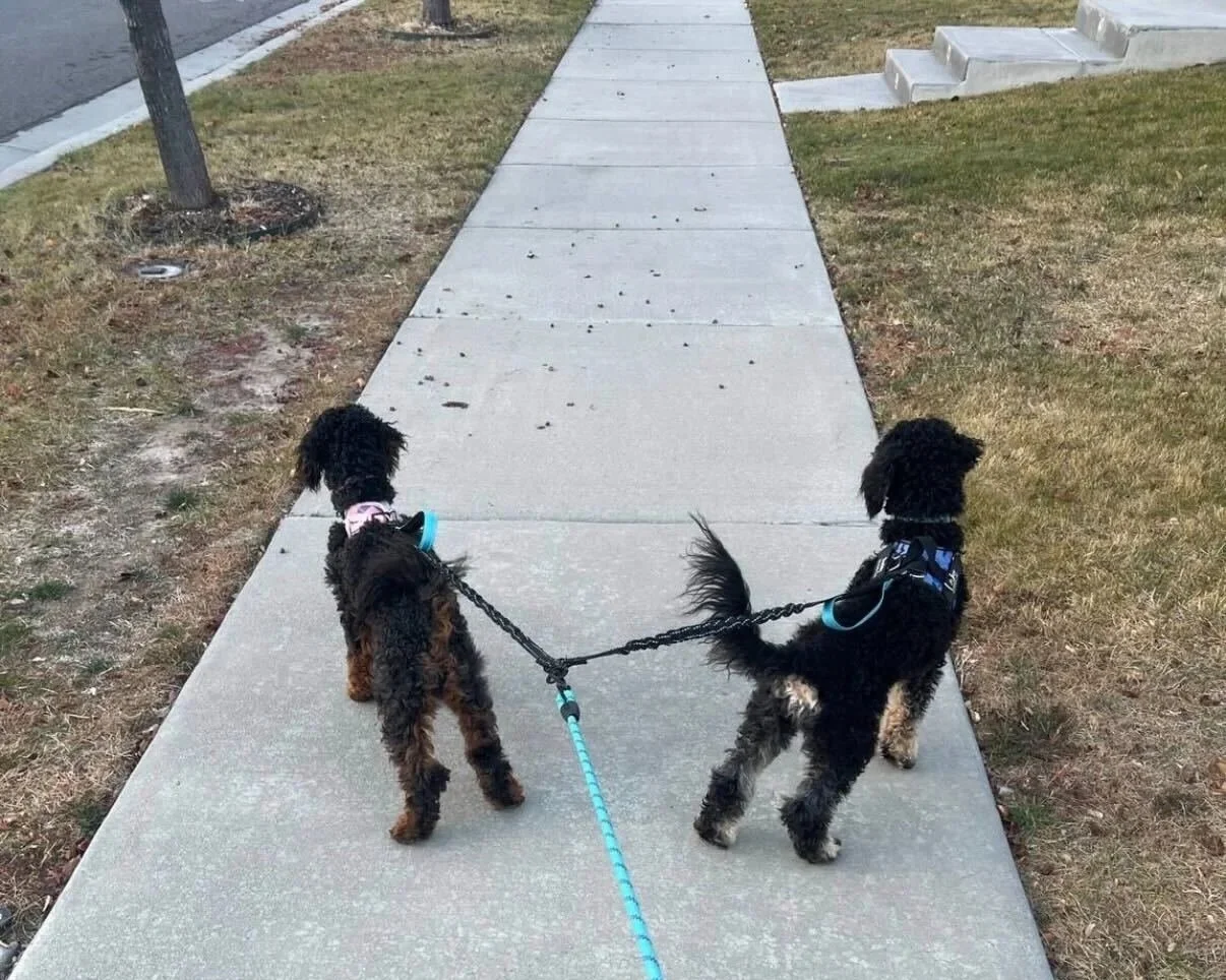 Two poodles on leashes being walked on a concrete sidewalk in a neighborhood.