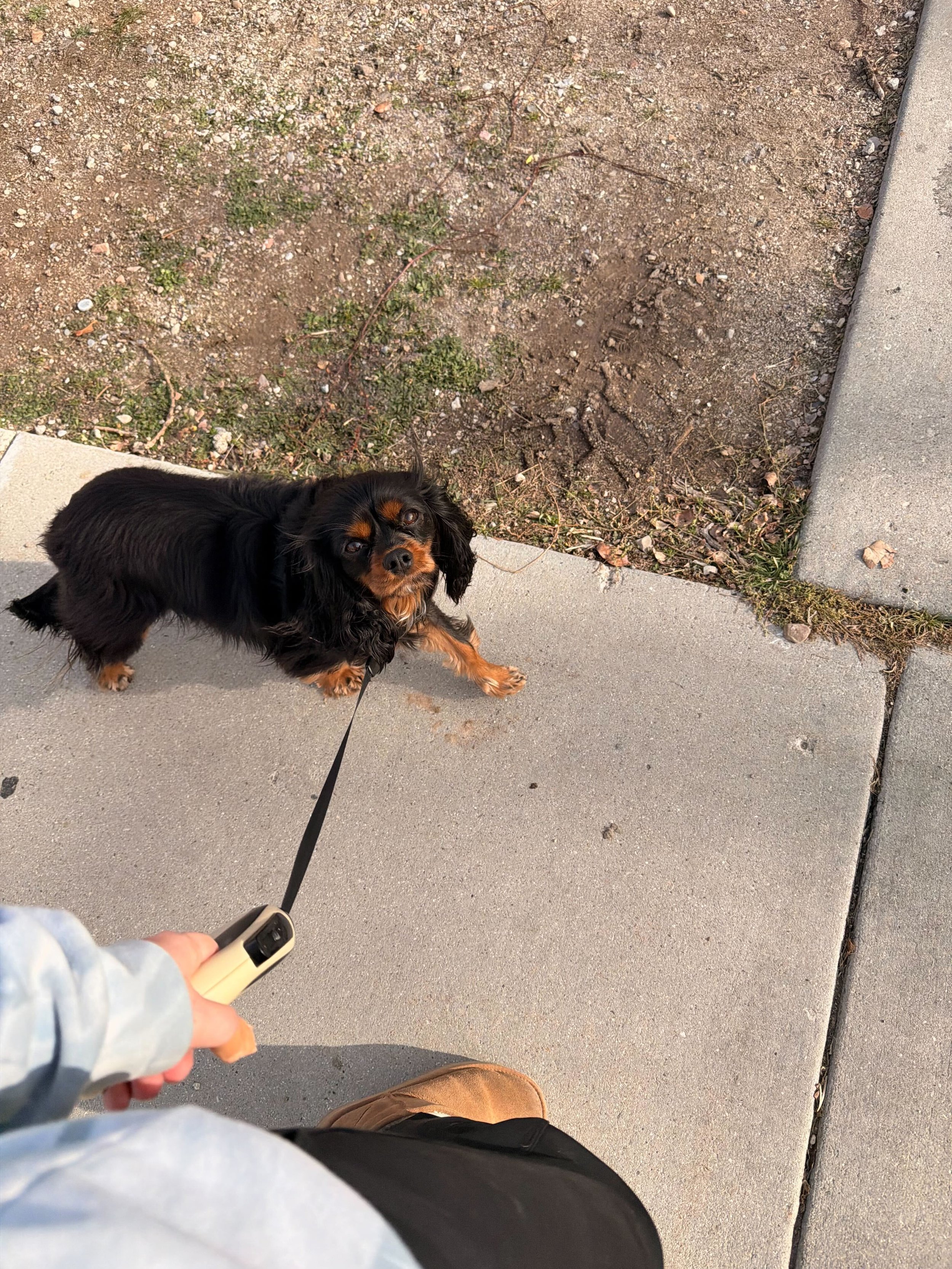 A small black and tan dog on a leash looking up at the camera while being walked on a sidewalk.