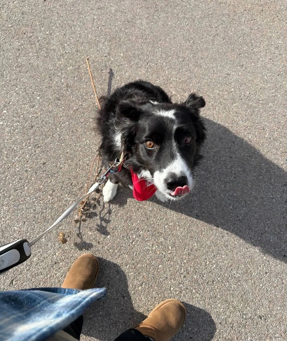 A black and white dog with a red bandana on a leash, looking up on a paved surface.
