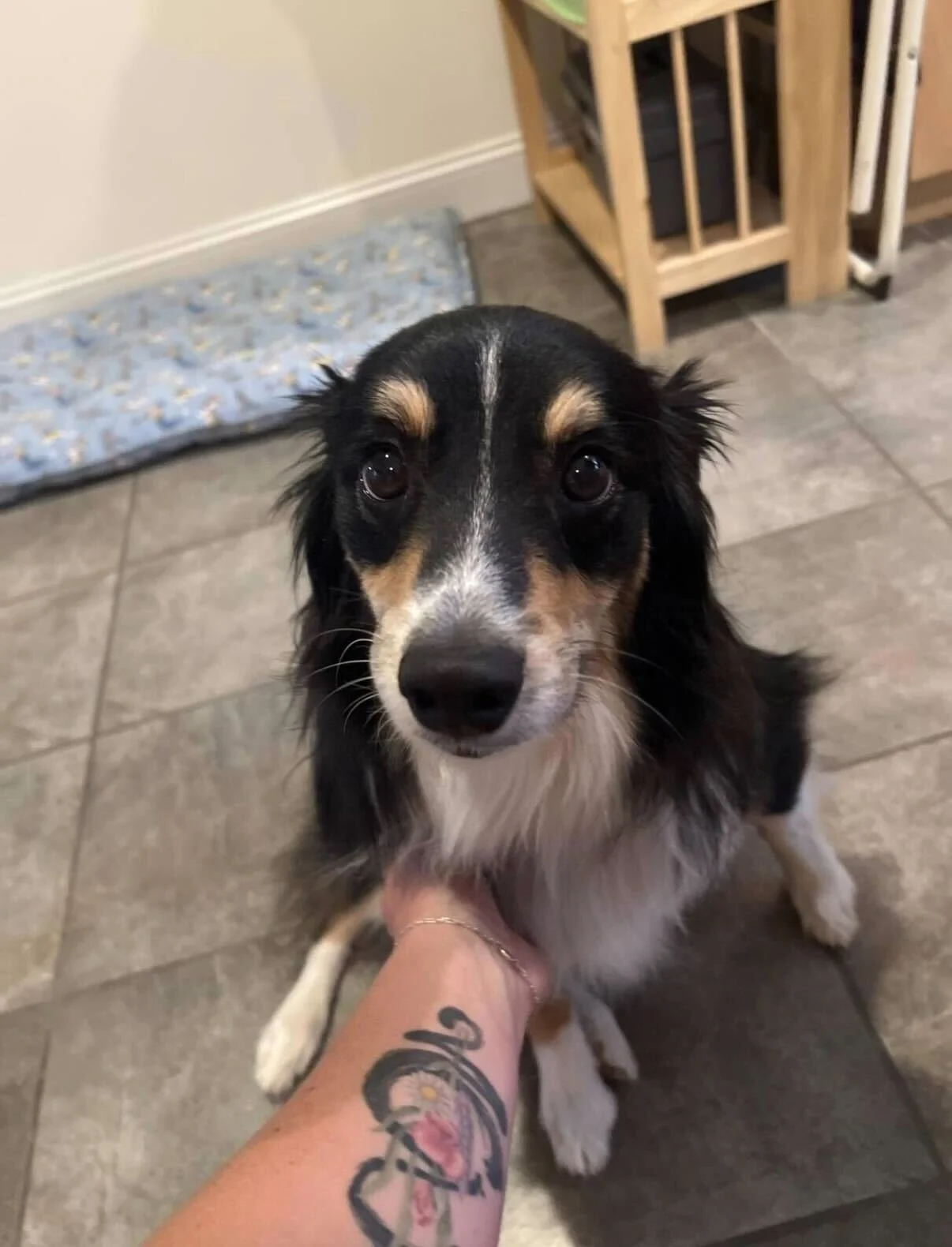 Close-up of a black, tan, and white dog looking at the camera, with a person’s hand and tattoo visible in the foreground, indoors with tiled flooring and wooden shelves in the background.