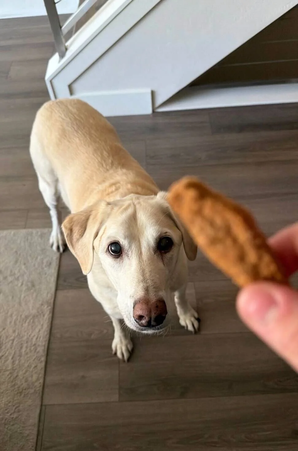 A yellow Labrador retriever standing on a wooden floor, looking up at a person holding a biscuit in the foreground.