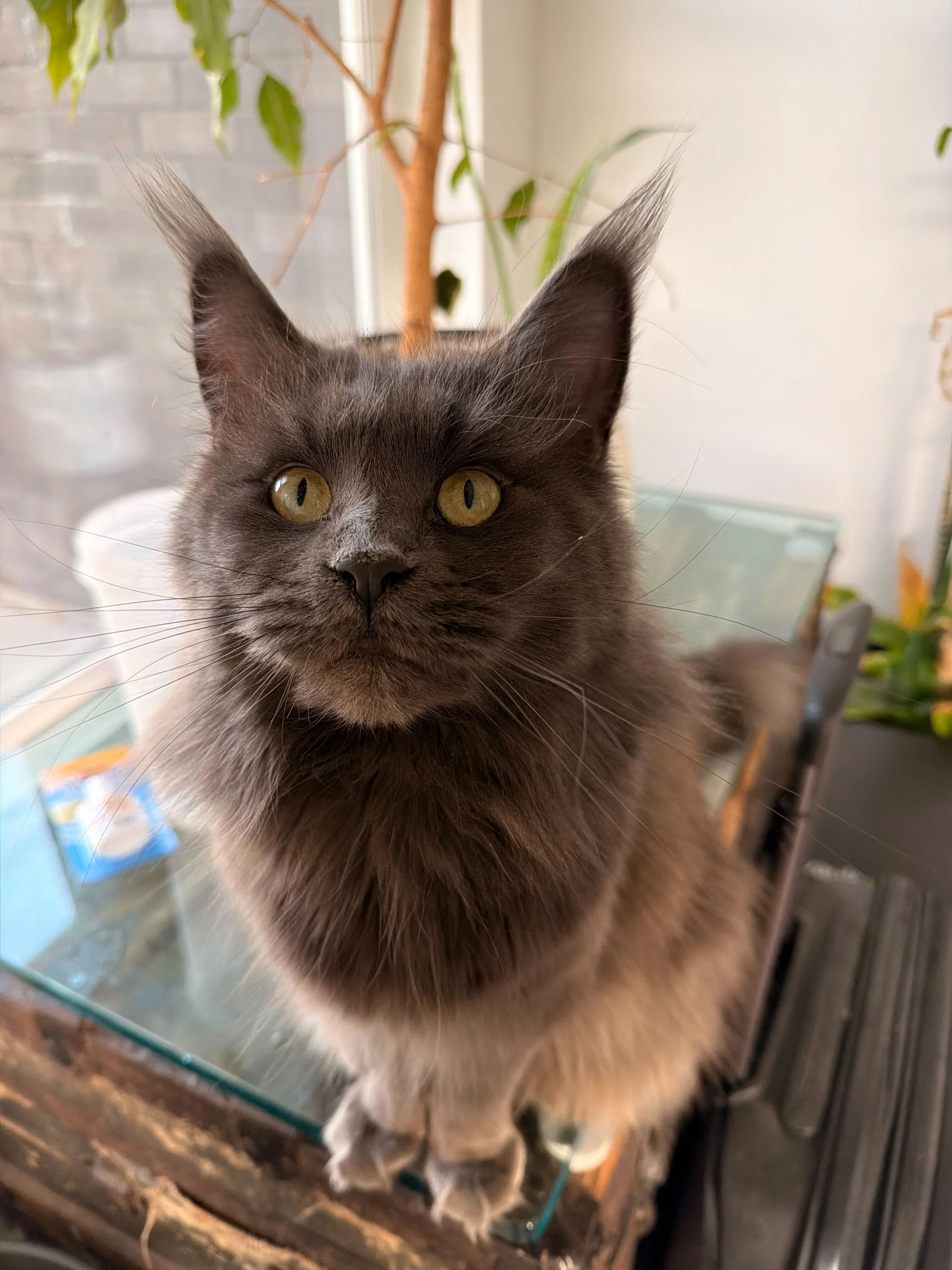 A close-up photo of a long-haired gray cat with golden eyes, sitting on a glass surface indoors, with houseplants and furniture in the background.
