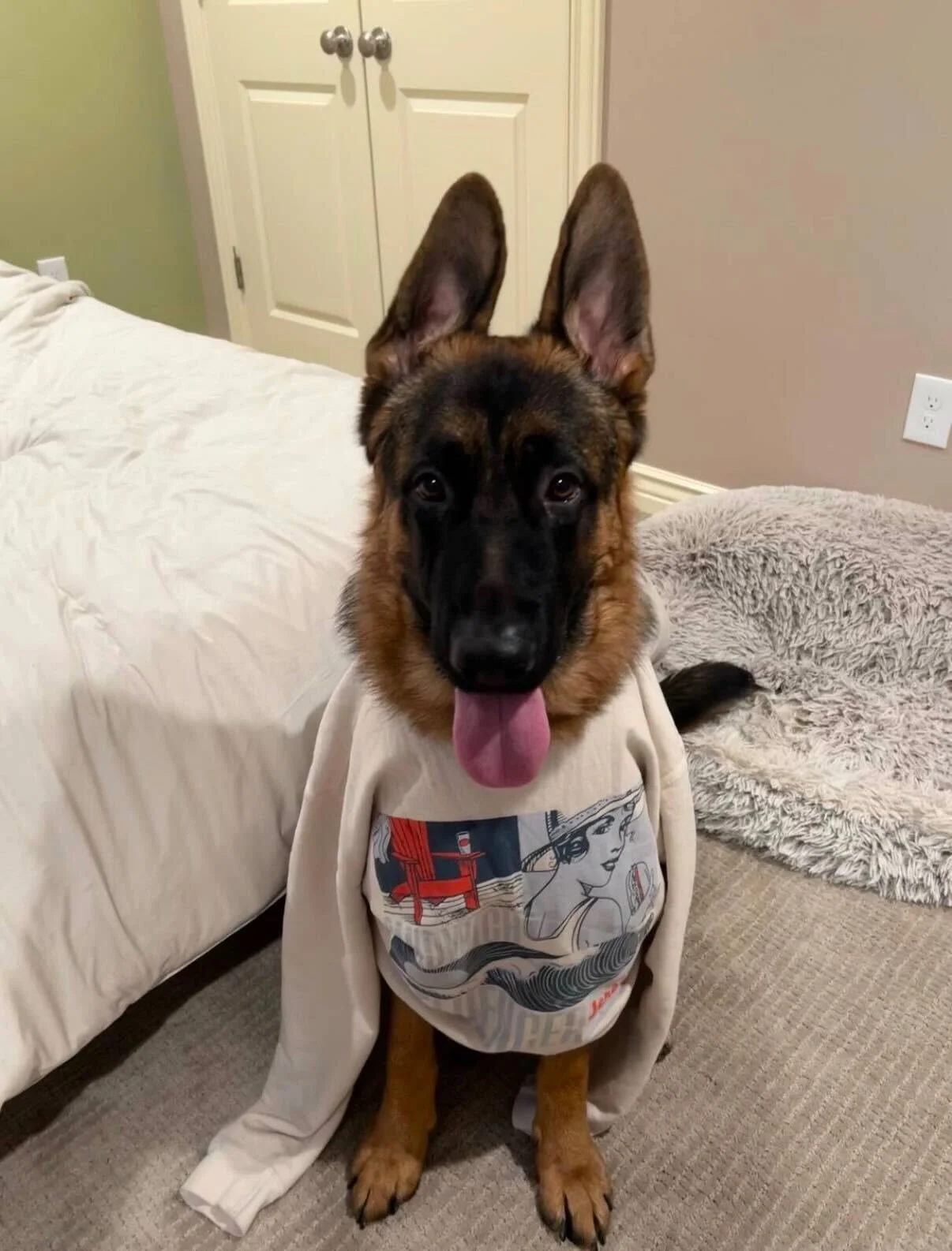 A German Shepherd dog wearing a cream-colored t-shirt with a graphic of a woman and red chairs on it, sitting indoors on a carpeted floor next to a bed with white sheets and a fluffy gray rug.