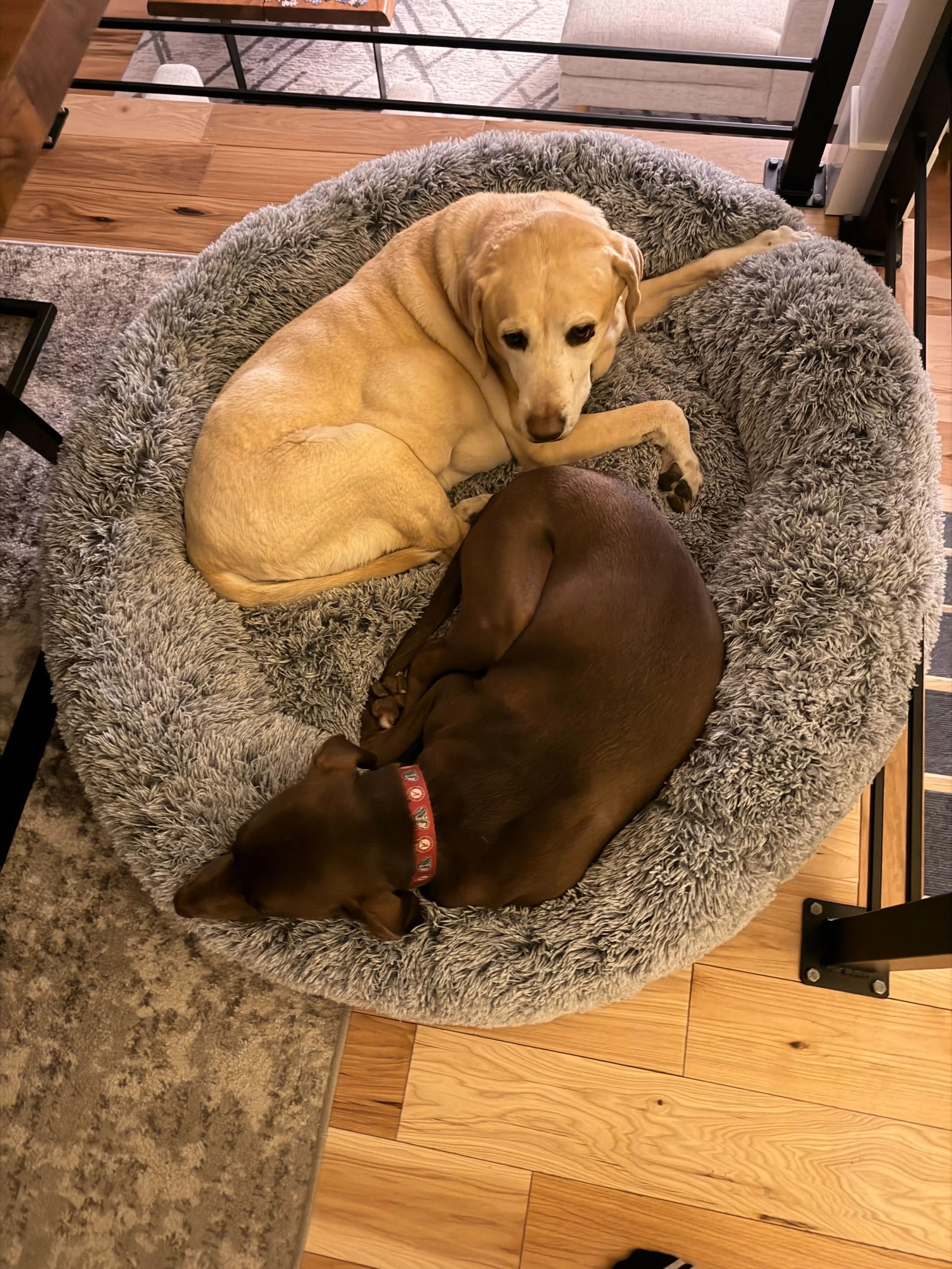 Two dogs lying on a round, gray, fluffy dog bed. One is a yellow Labrador Retriever and the other is a brown dog, possibly a Dachshund, lying curled up and sleeping.