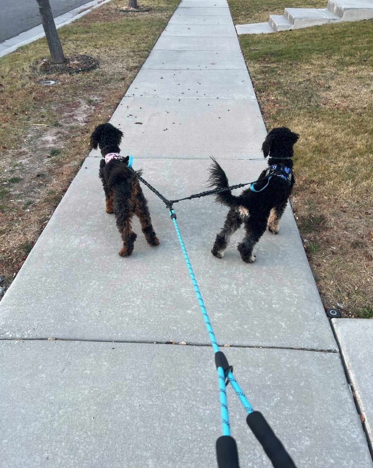 Two poodles on leashes being walked on a concrete sidewalk in a neighborhood.