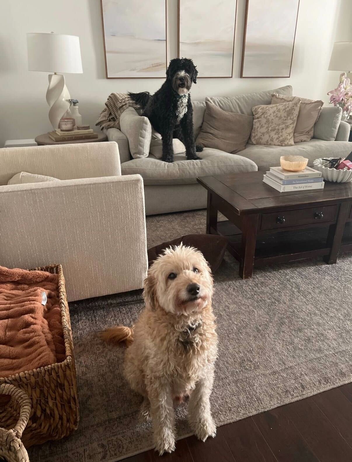 Two dogs in a living room. One is sitting on the floor, a tan curly-haired dog looking up, and the other is standing on the couch, a black and white dog with curly fur.