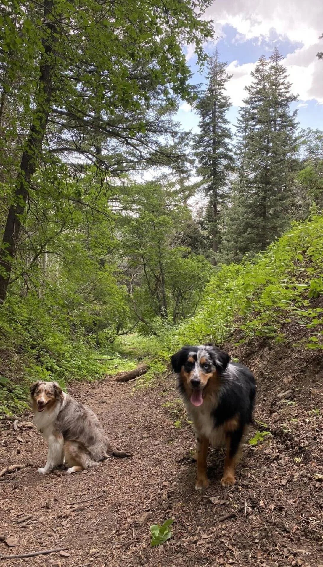 Two dogs on a dirt trail in a forest with lush green trees and blue sky overhead.