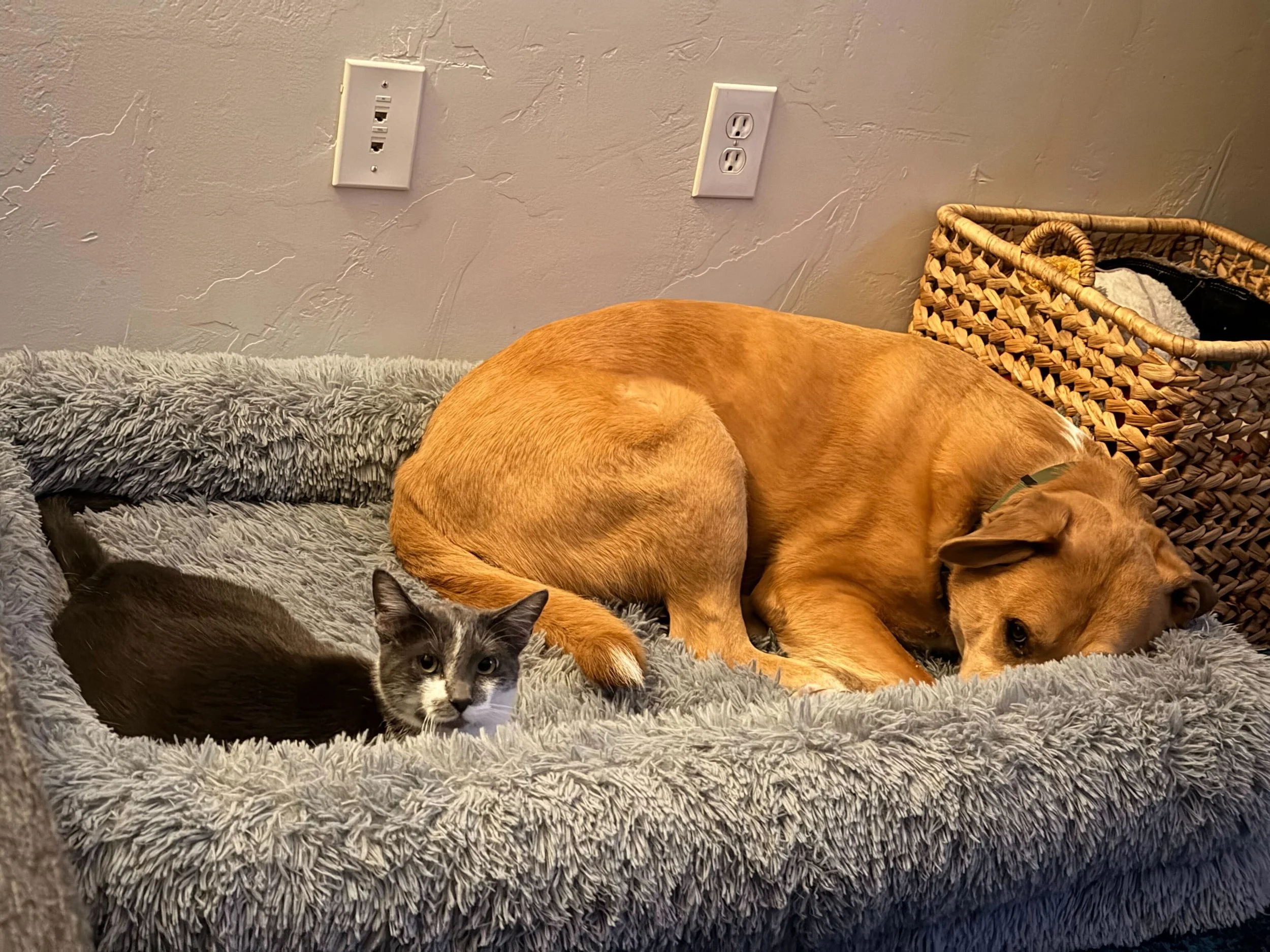 A gray and white cat lying on a gray fuzzy blanket with a cute face, next to a large brown dog lying with its head down, on a similar blanket in a room with a textured beige wall, electrical outlets, and a woven basket in the background.