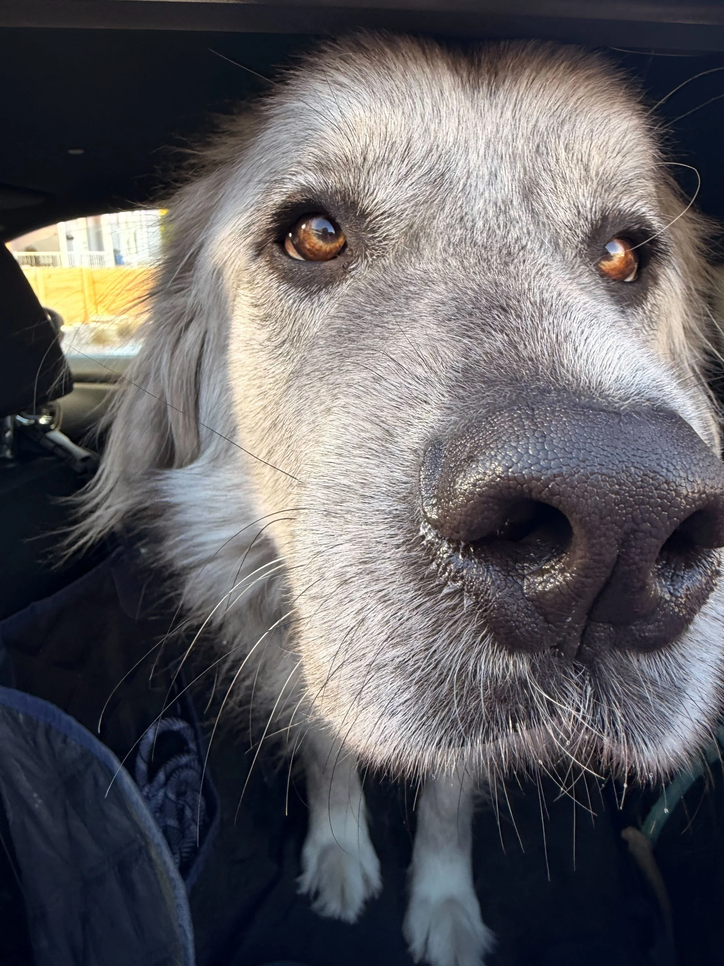 Close-up of a dog's face with brown eyes and a black nose, taken inside a vehicle.