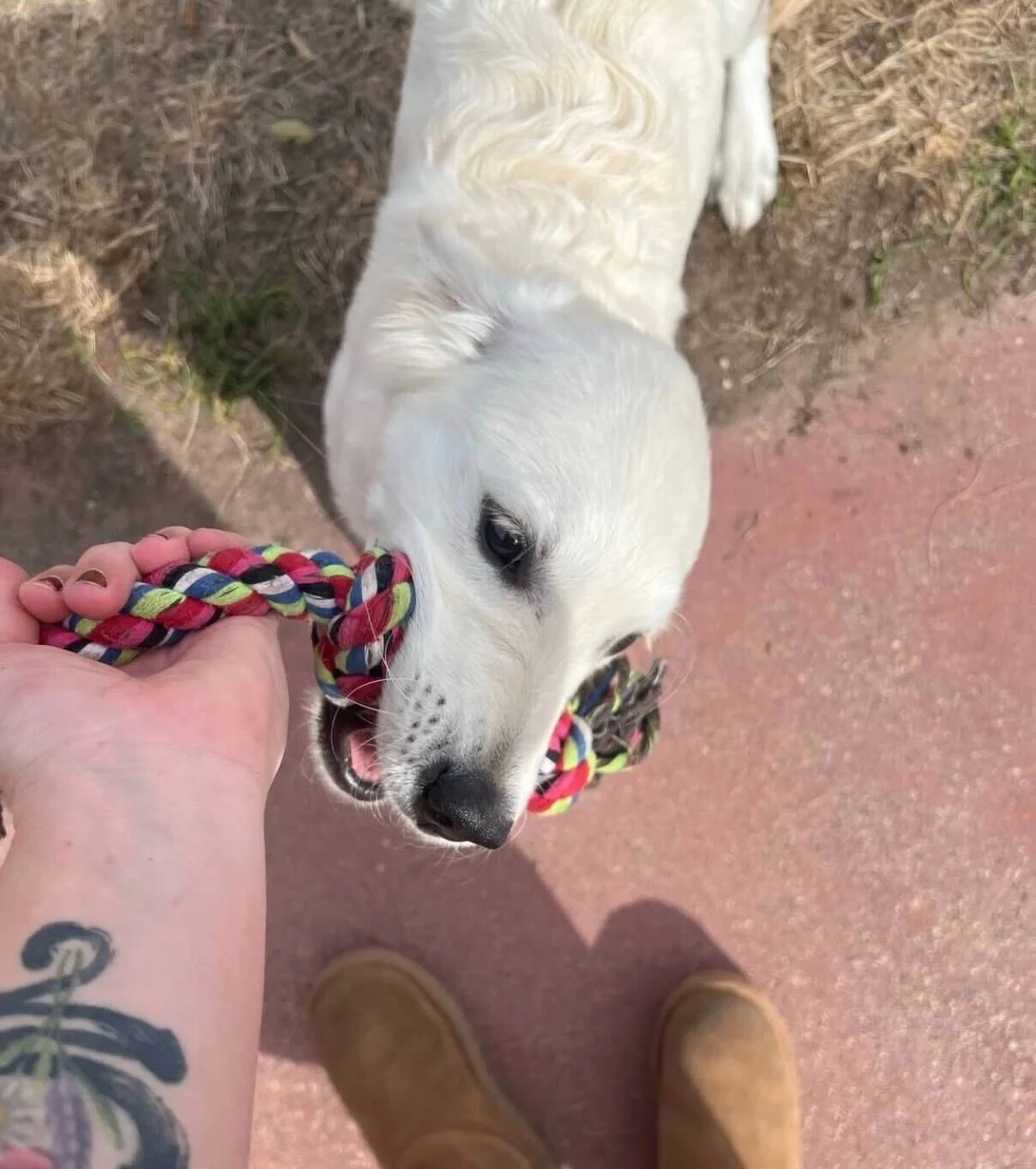 A person with a tattooed arm is playing tug-of-war with a white dog using a multicolored rope toy. The dog is biting the toy while standing on a pinkish sidewalk, with a patch of dirt and grass nearby, and the person's legs and shoes are visible at t
