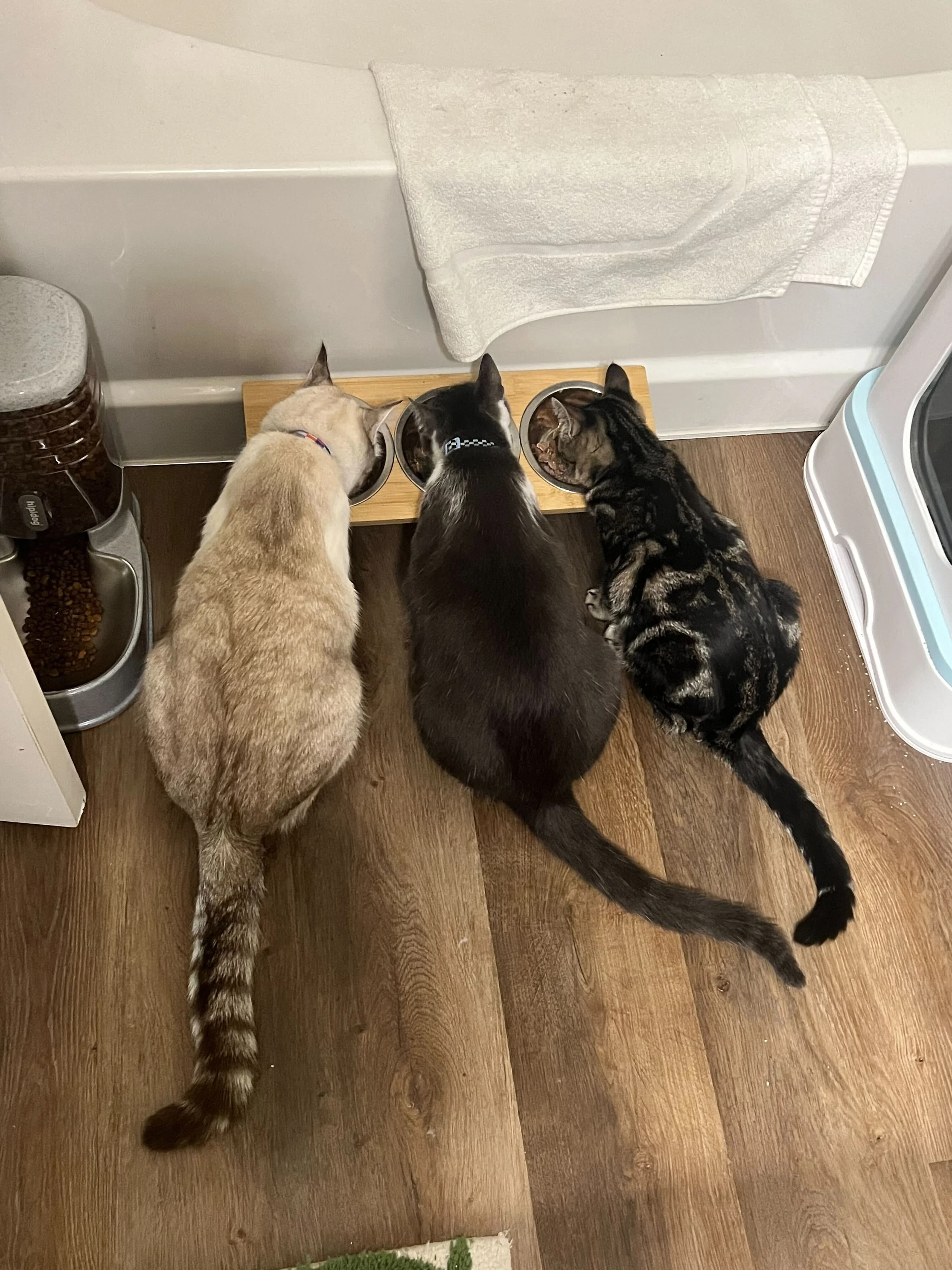 Three cats eating from bowls on a wooden stand in a kitchen.
