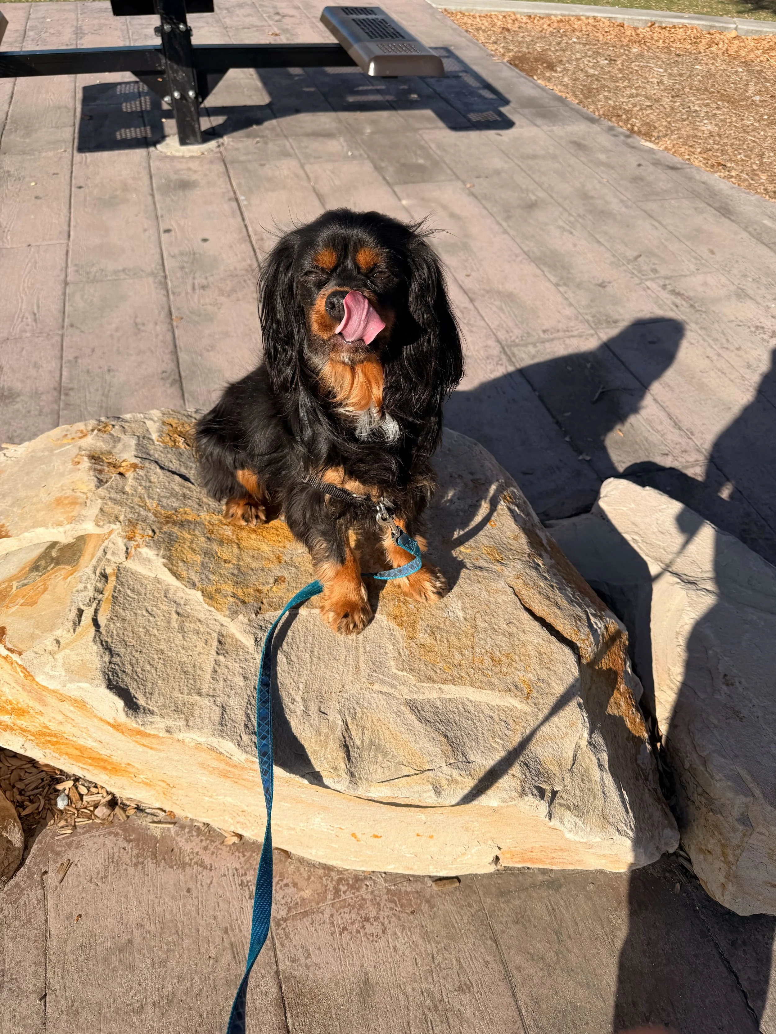 Small black and tan Dachshund dog sitting on a large rock, licking its nose with a blue leash attached, in an outdoor park setting with a bench and paving stones.