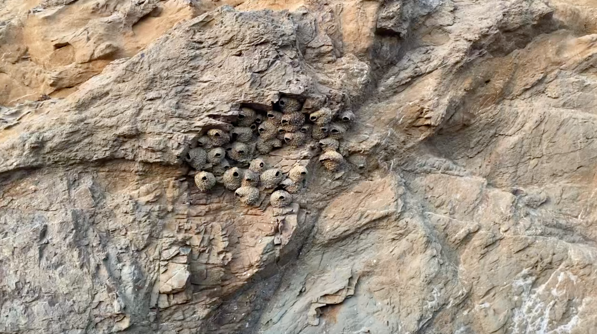 Cliff-Swallows