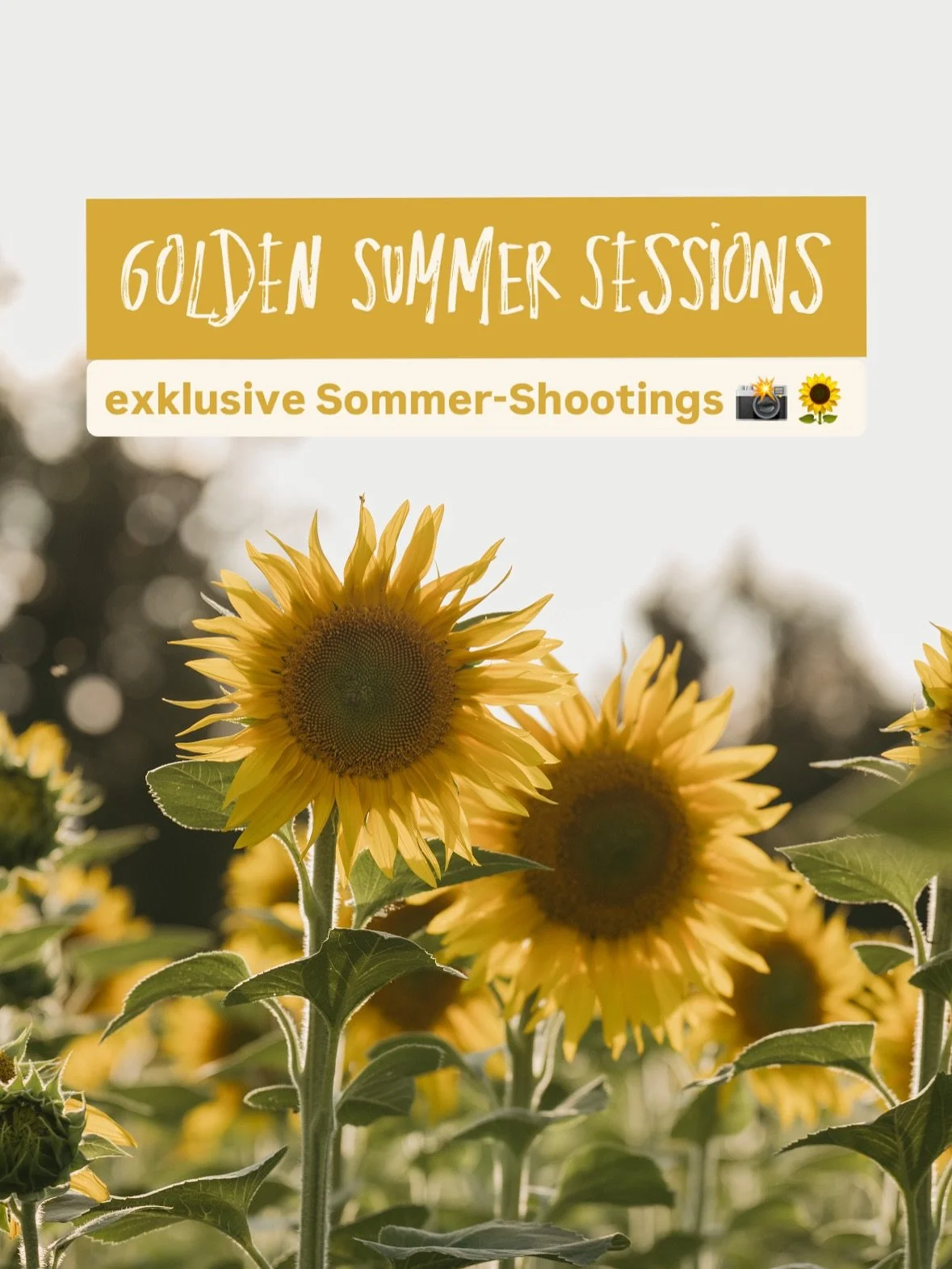 Nur f&uuml;r kurze Zeit biete ich ein Fotoshooting- Special an, das zwei der sch&ouml;nsten Orte des Sommers vereint: zuerst im Sonnenblumenfeld und dann spazieren wir zum Waldrand um im sanften goldenen Licht des Sonnenuntergangs einzigartige Moment