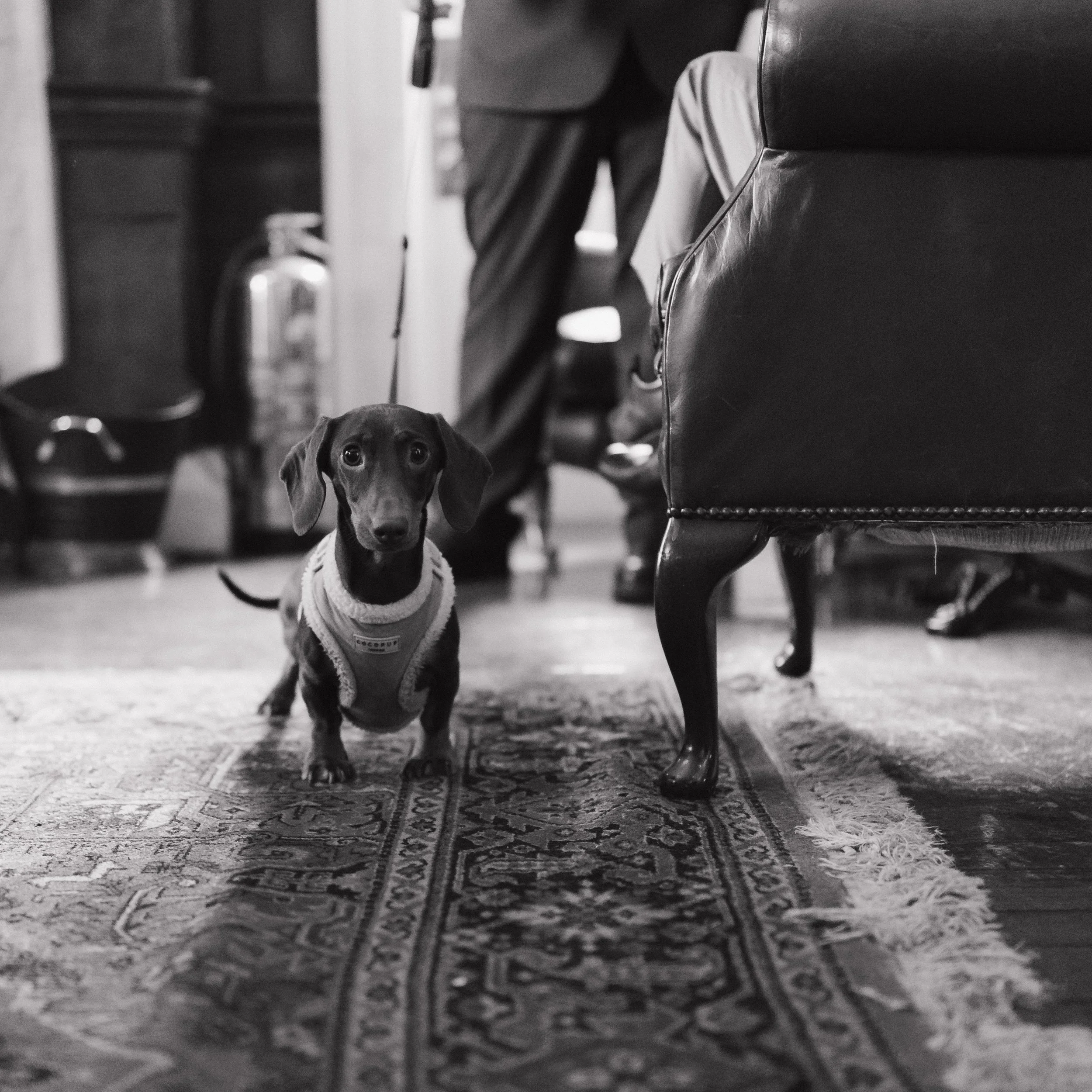 A small dog with long ears and a sweater standing on a rug indoors, with a person and furniture in the background.