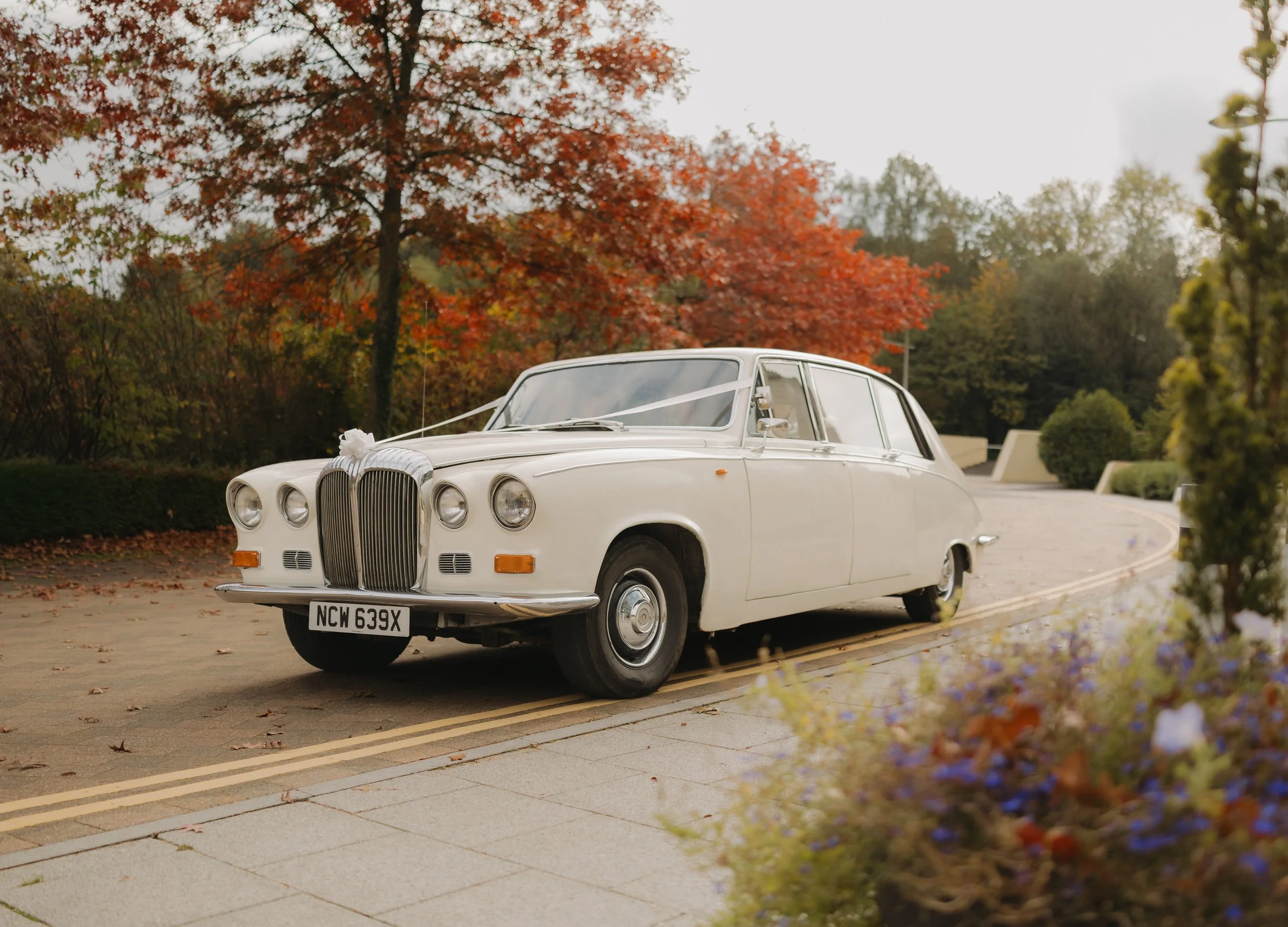 A vintage white wedding car decorated with a white ribbon and bow on the hood, parked on a tree-lined street with autumn foliage in the background.