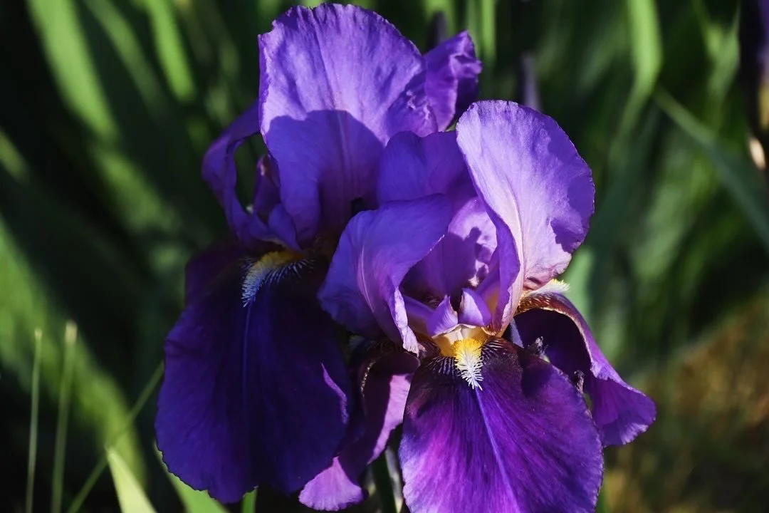 Balance &amp; Bloom Spring Equinox retreat