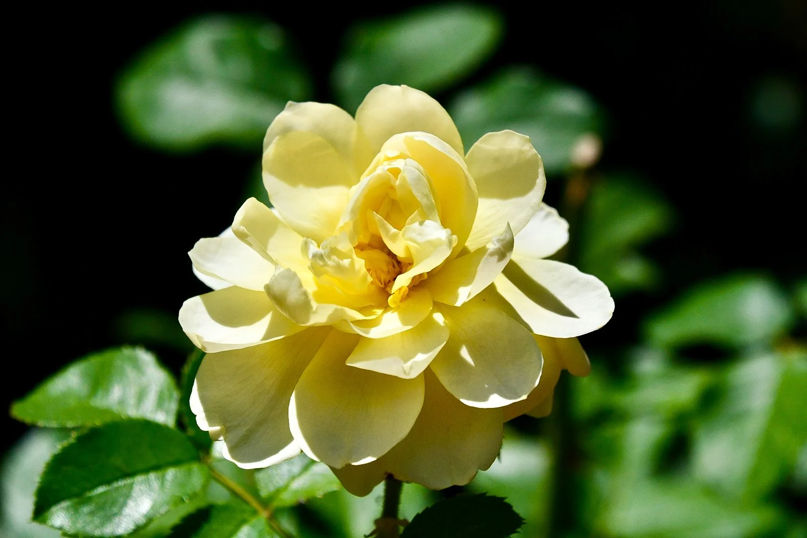 DSC_2733.JPG