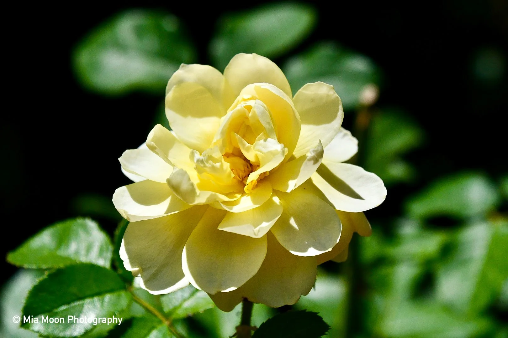 DSC_2733 2.JPG