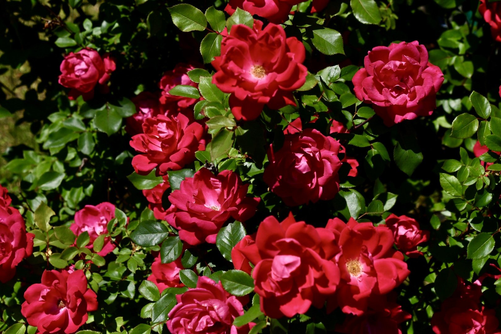 DSC_1976.jpg