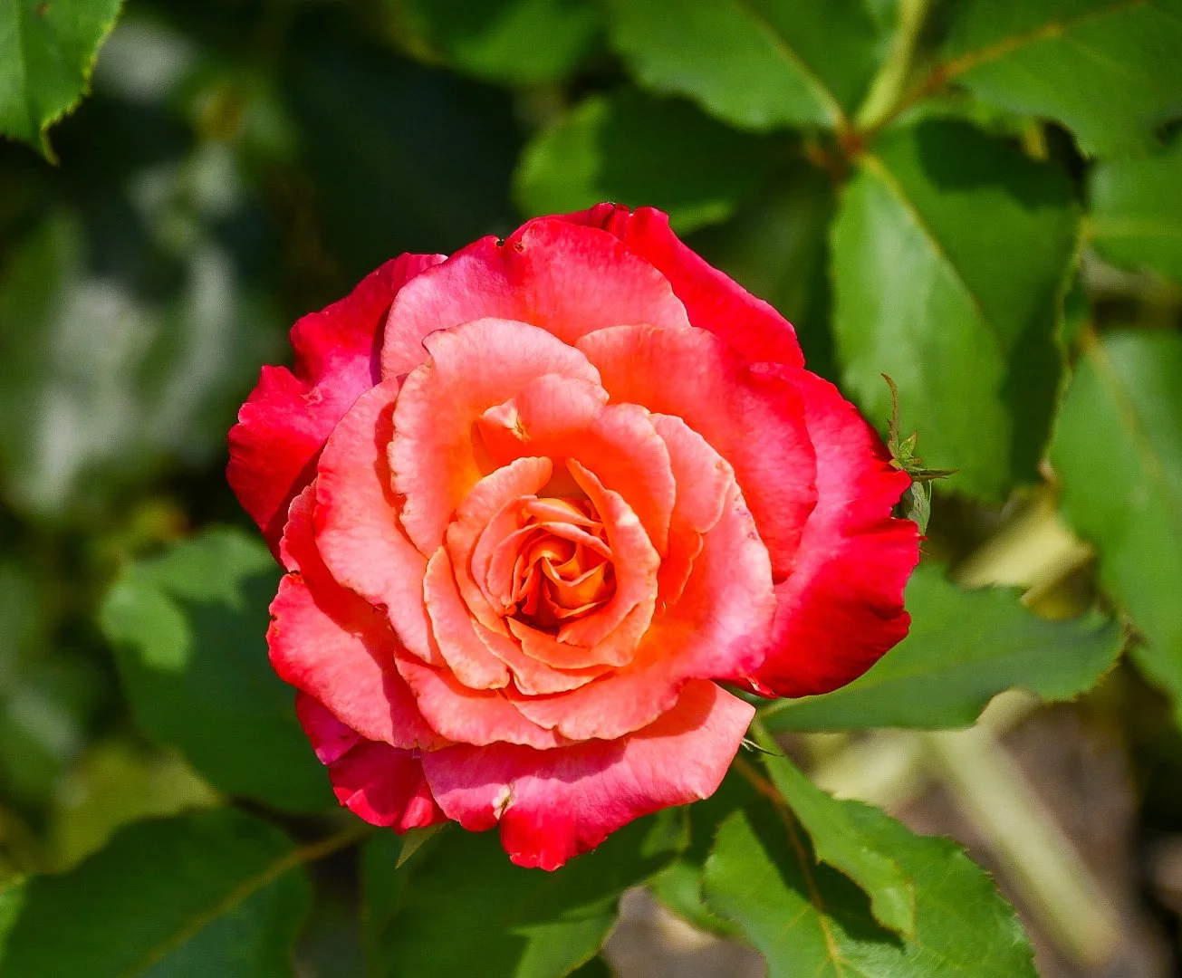 DSC_7499.JPG