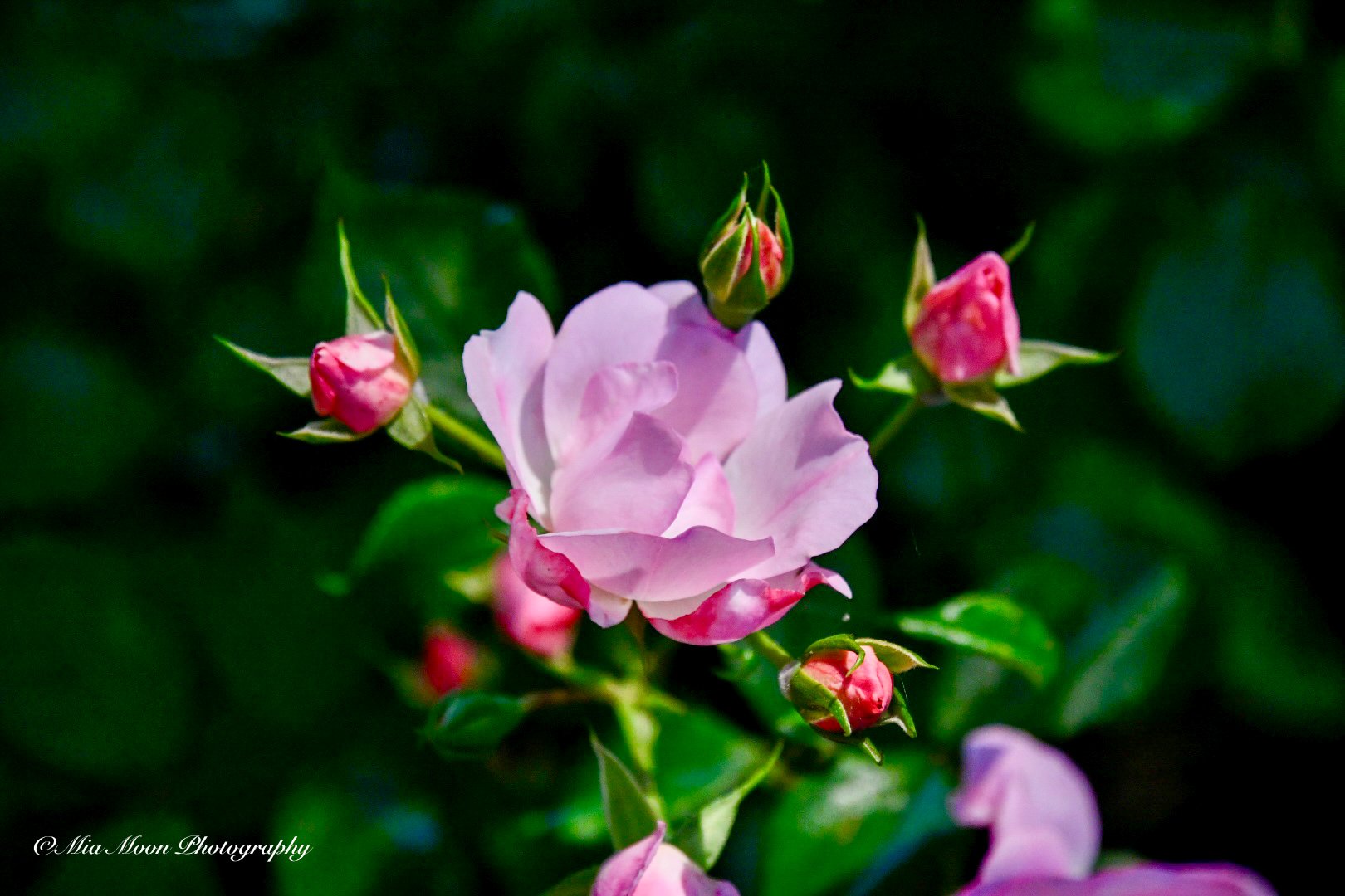 DSC_2718 2.JPG