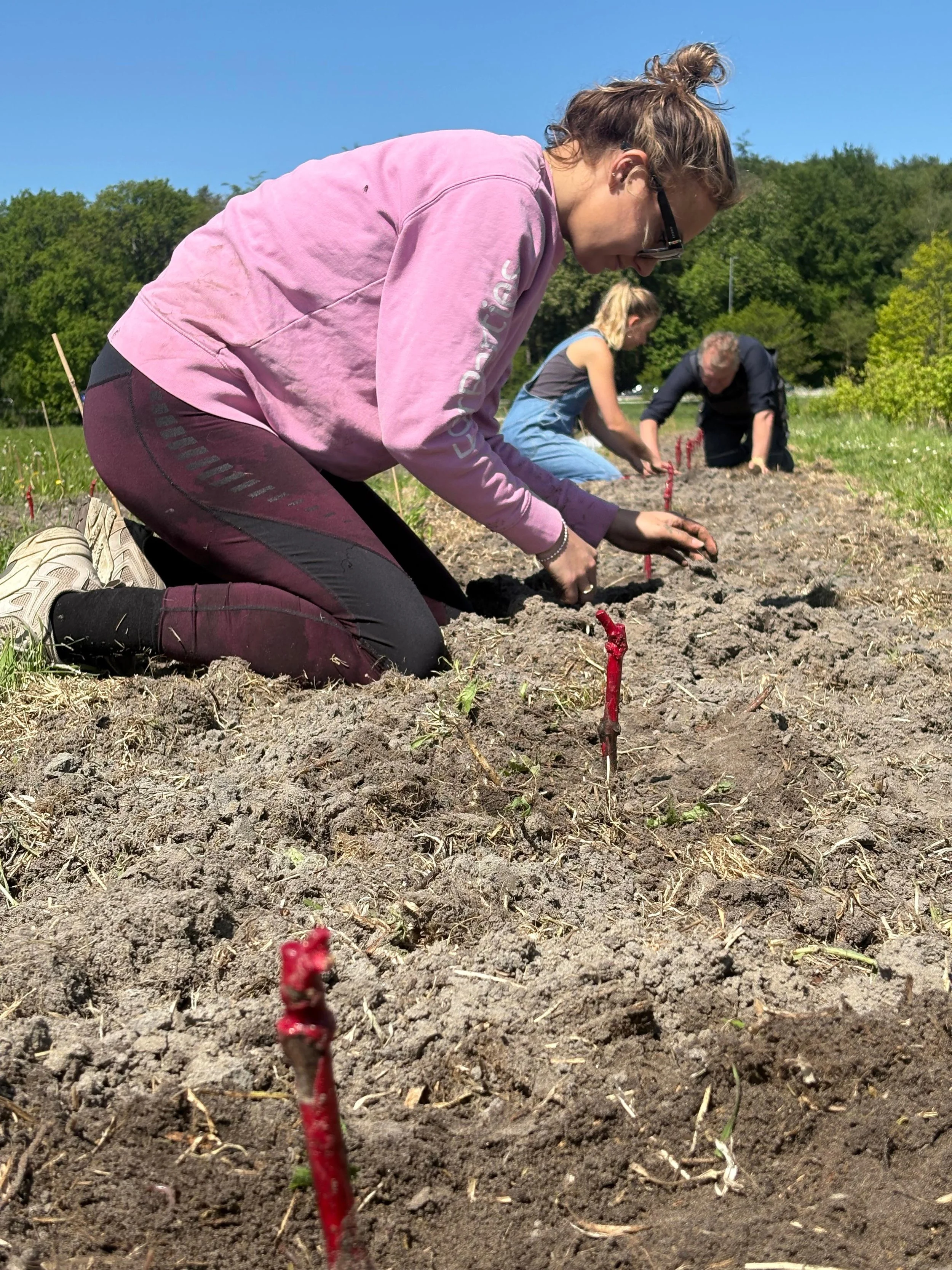 Vrouwen planten jonge boompjes in de aarde op een zonnige dag, met bomen en een blauwe lucht op de achtergrond.