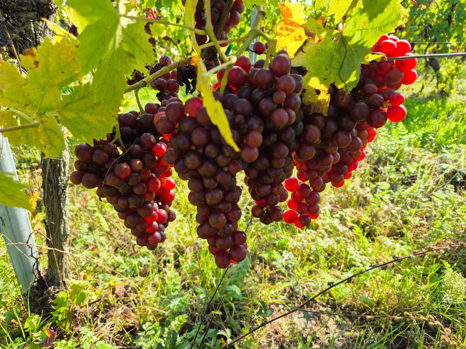 wijnproeverij 3 .jpeg