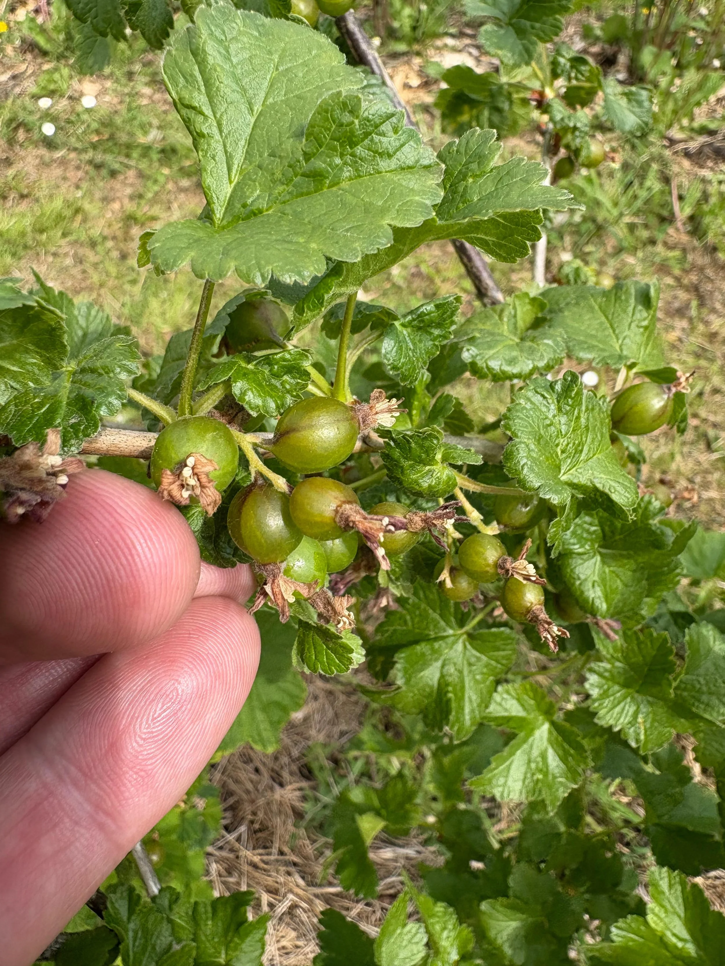 Groene bessen en bladeren van een besplantage, met een vinger die een kleine groene bes vasthoudt.