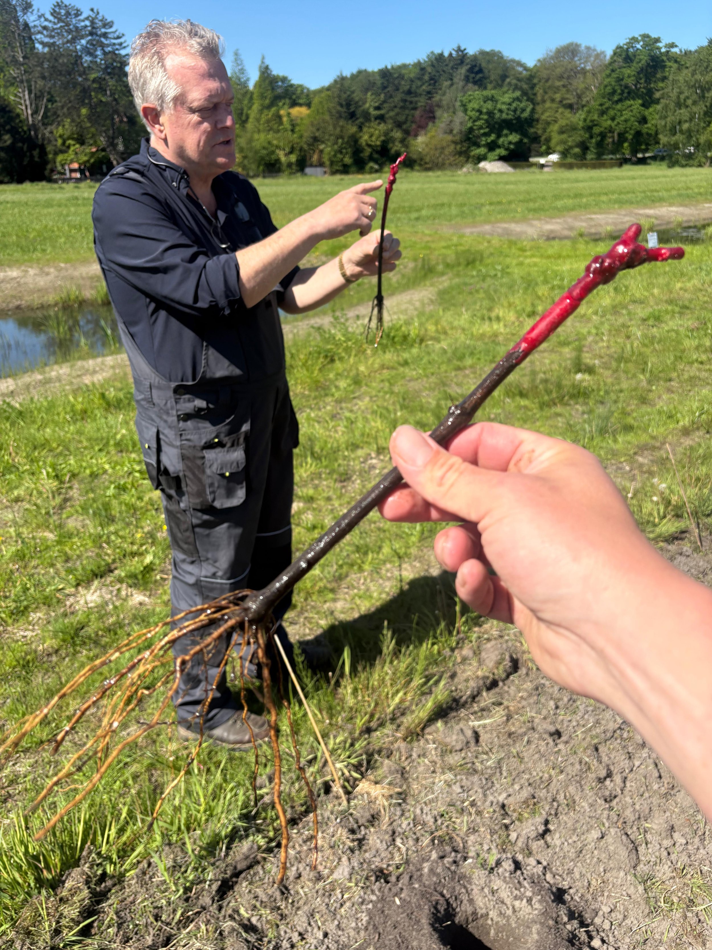 Een man met grijs haar en een zwart jack plukt een jonge meidoornstruik uit de grond in een groene omgeving met bomen en een weiland, terwijl iemand anders de tak vasthoudt.