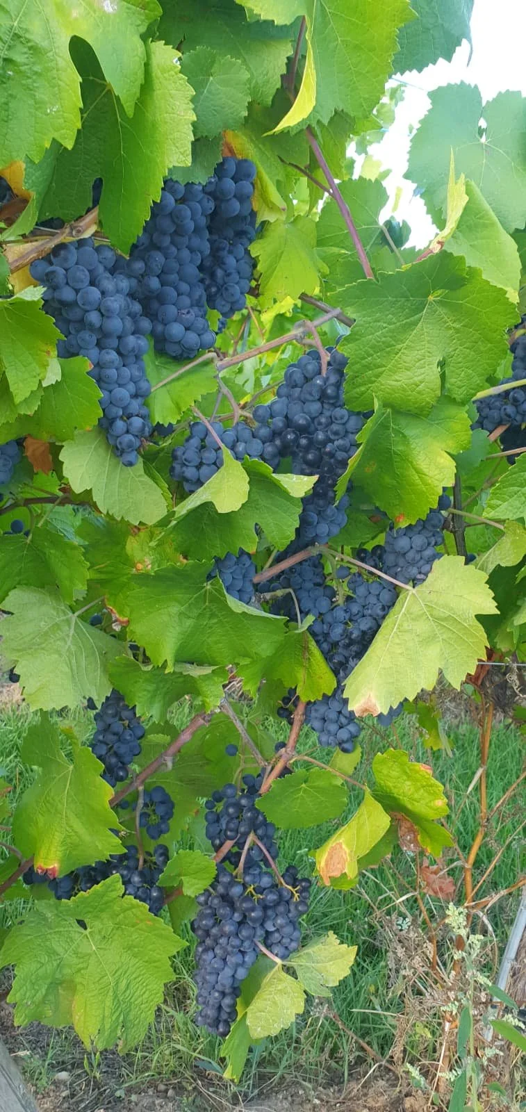 wijnproeverij 2 .jpeg