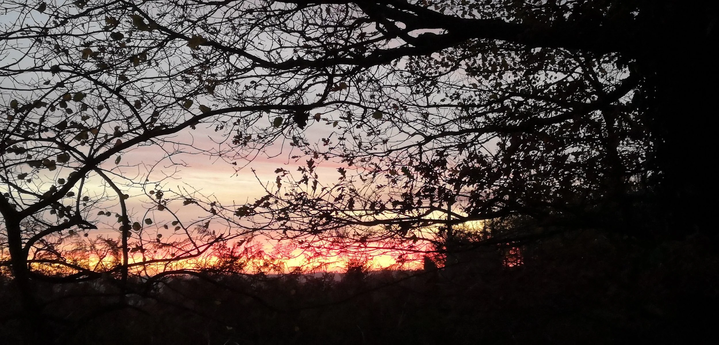 Silhouette of tree branches with sparse leaves against a colorful sunset sky with pink, yellow, and purple hues. Maria Mountain - Intimacy and Connection Coach.