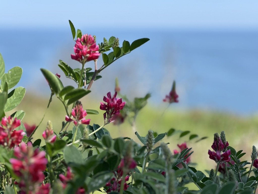 A Path to Reconnection, Rest, and Wholeness