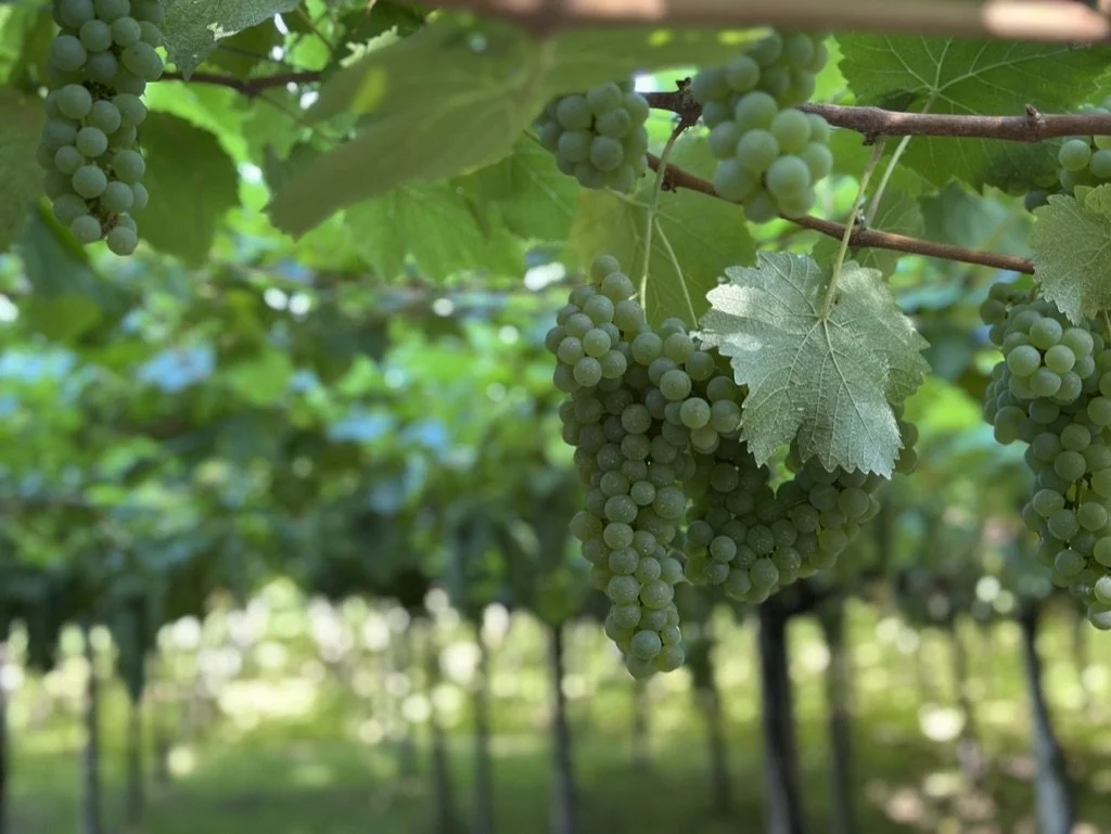 Fresh green grapes growing in a vineyard