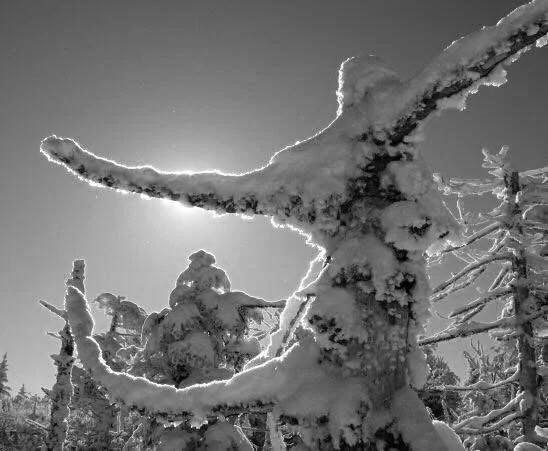 Snow-covered tree branches with a clear sky contrasted by bright sunlight.