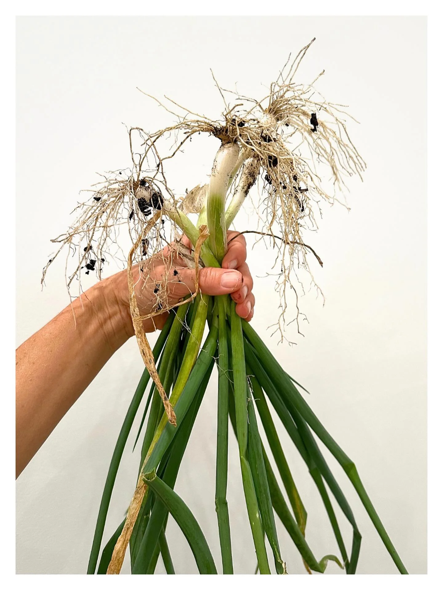 At The Wild Acre, we love ingredients that give more than once. Green onions are one of those quiet kitchen miracles - trim, replant, regrow. A cycle of renewal that reminds us how generous the land can be when tended with care.

To try it yourself: 