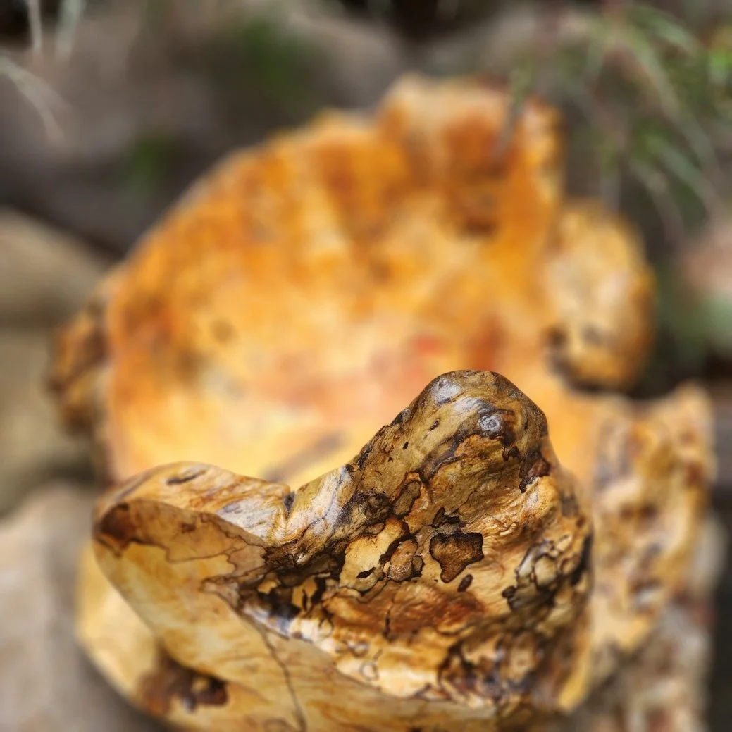 Flamed Box Elder