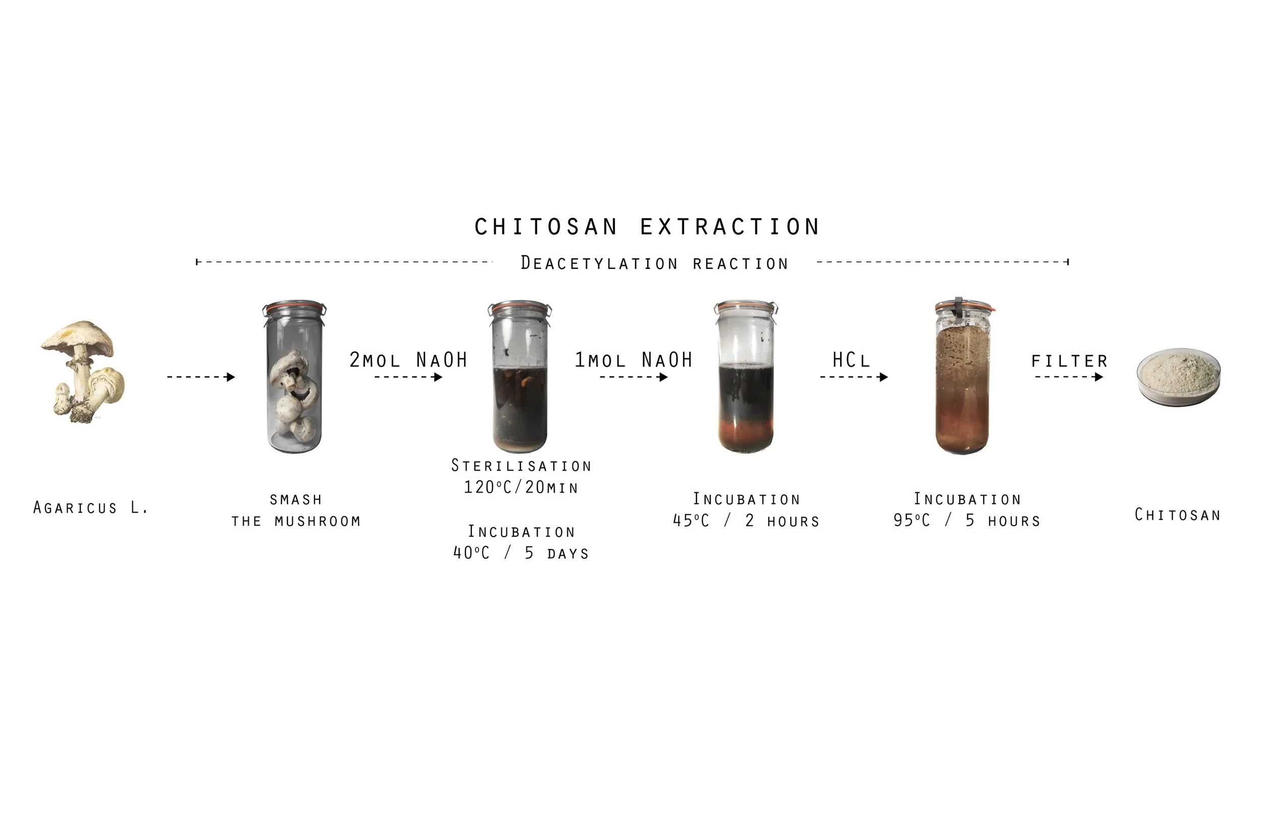 Polymers-chitosan extraction.jpg