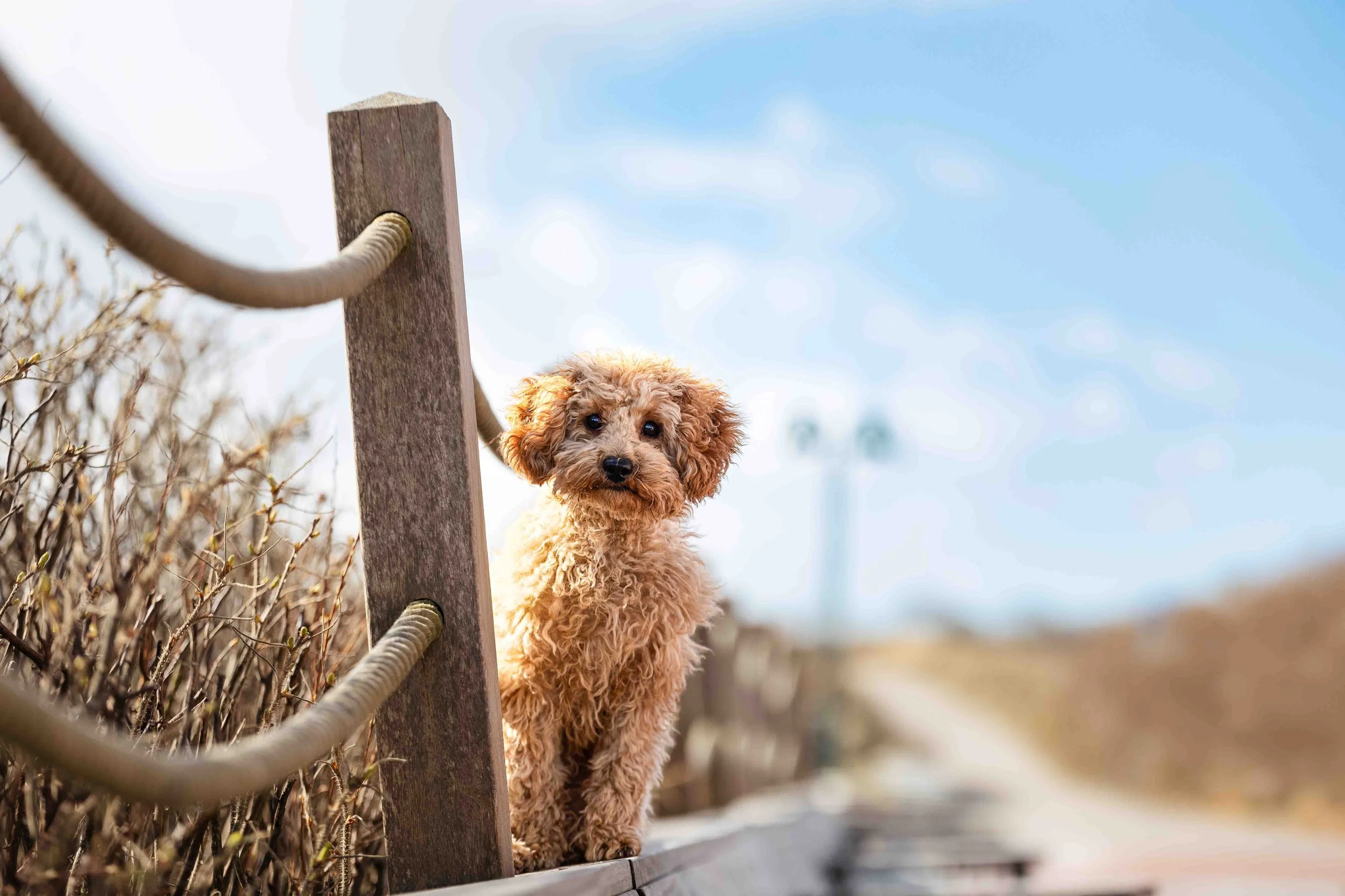 Elli auf Langeoog (4).jpg