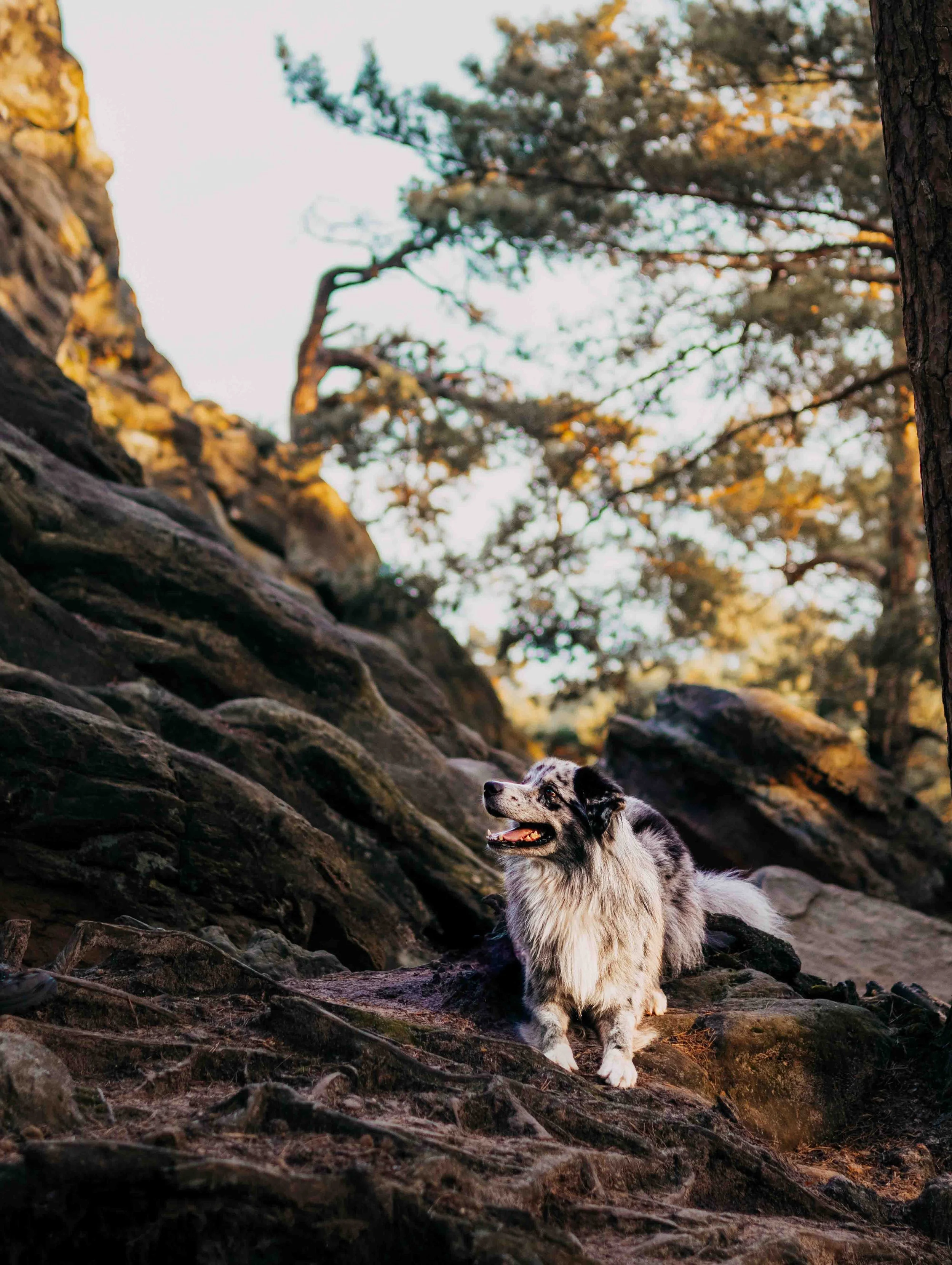 Simba in den Dörenther Klippen.jpg