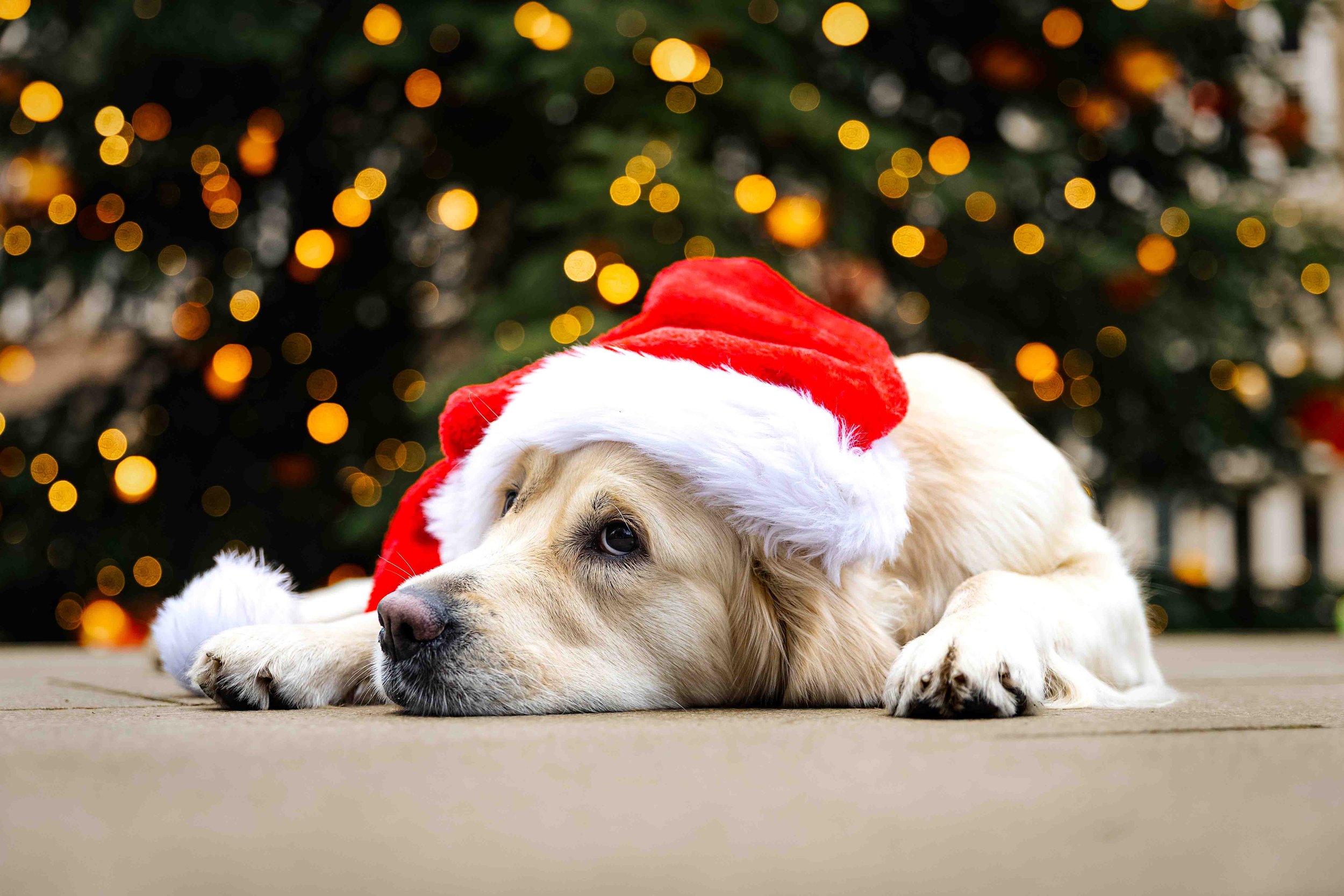 Ellie auf dem Weihnachtsmarkt.jpg